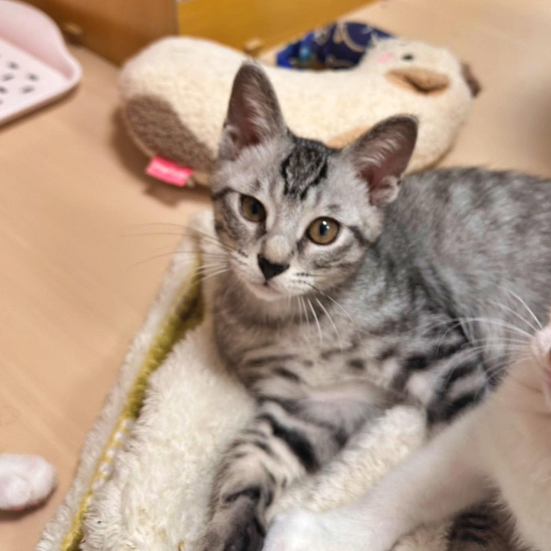 pet-image-2