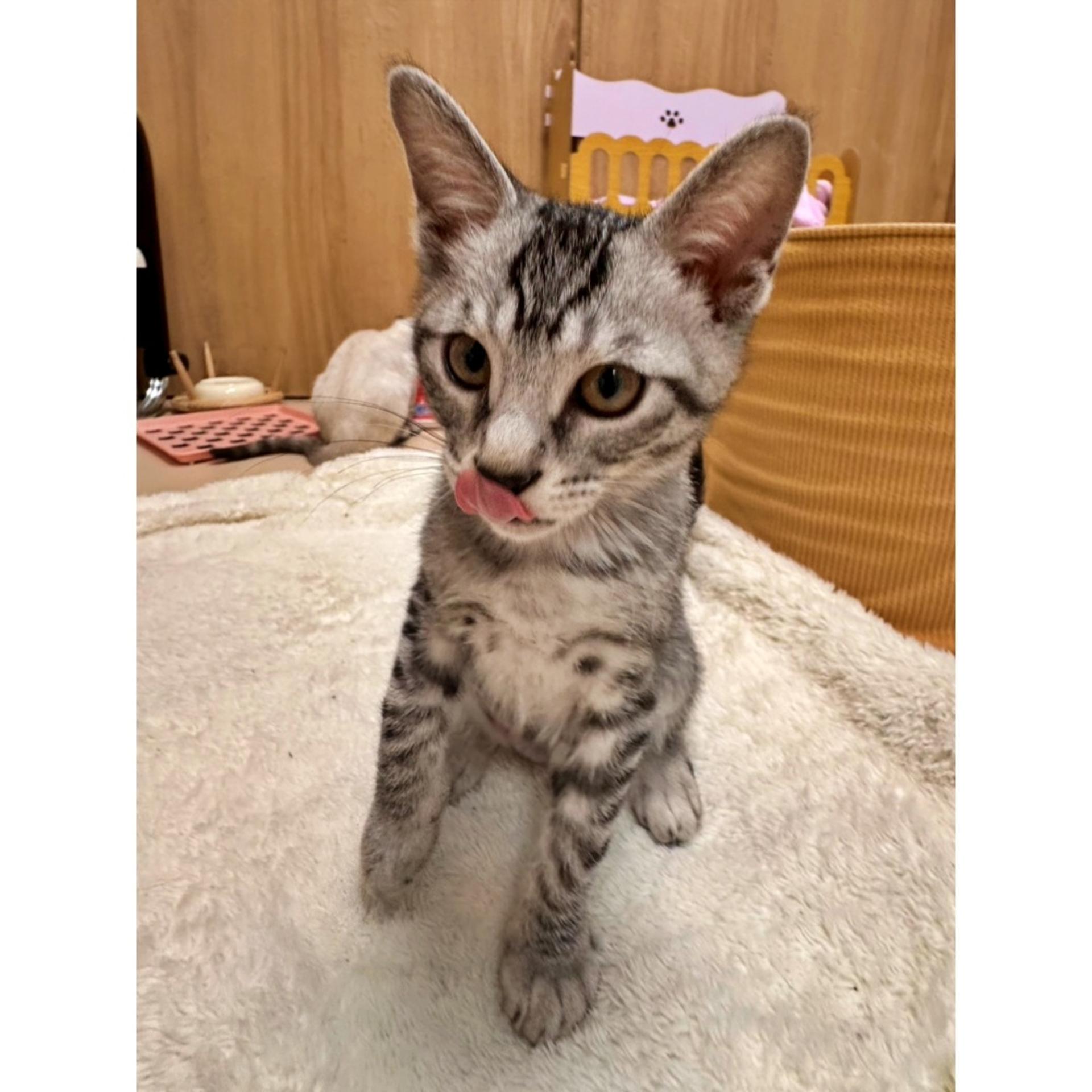 pet-image-5
