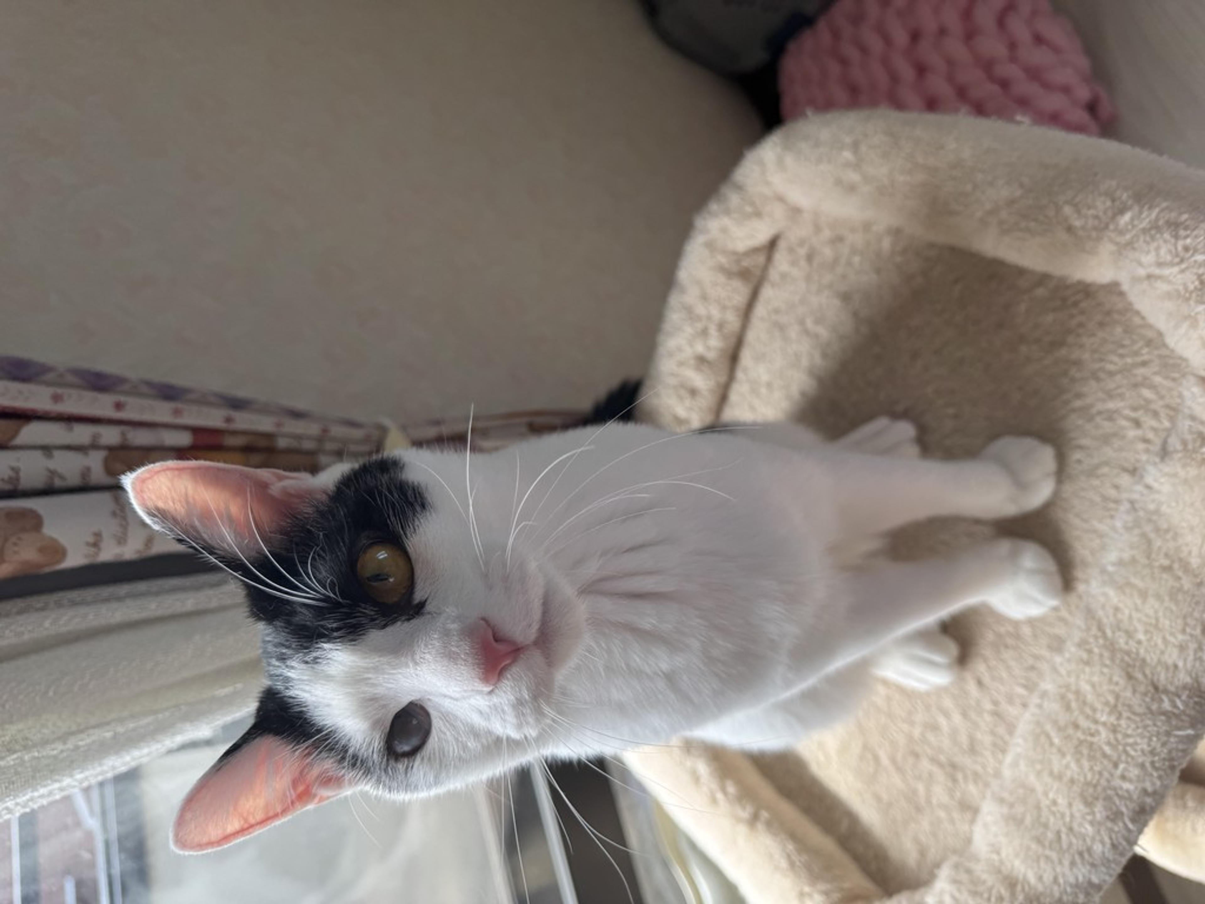 pet-image-2