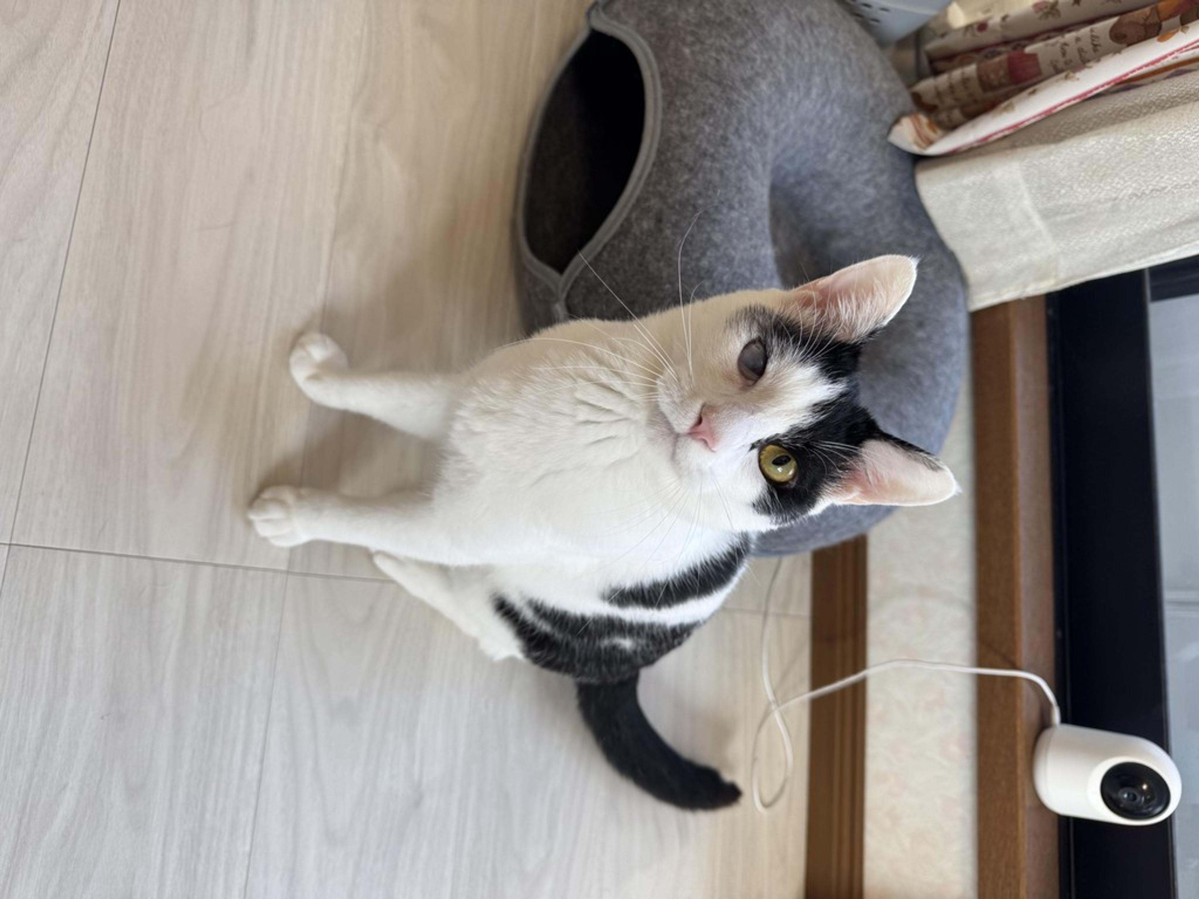 pet-image-3