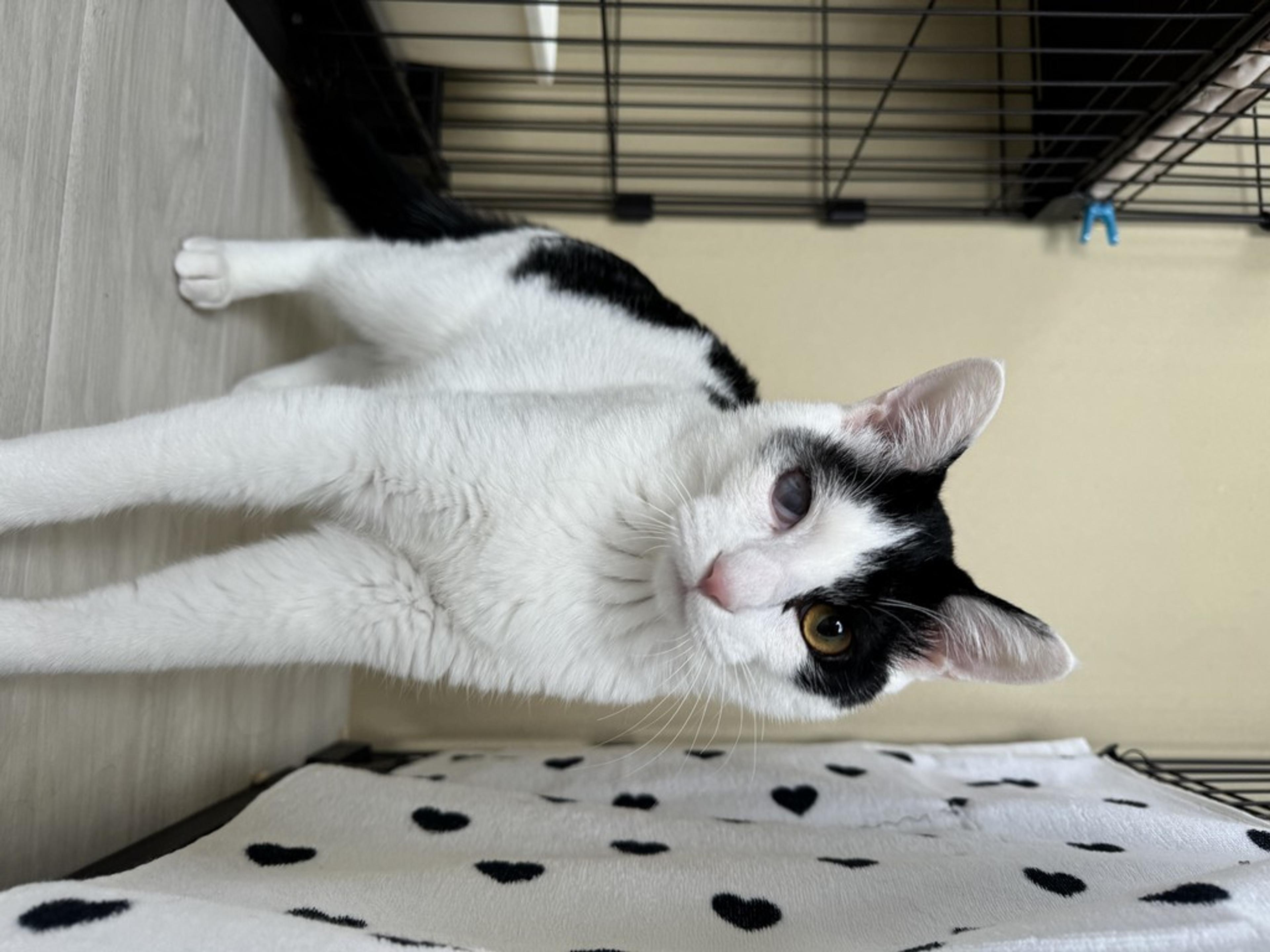 pet-image-4