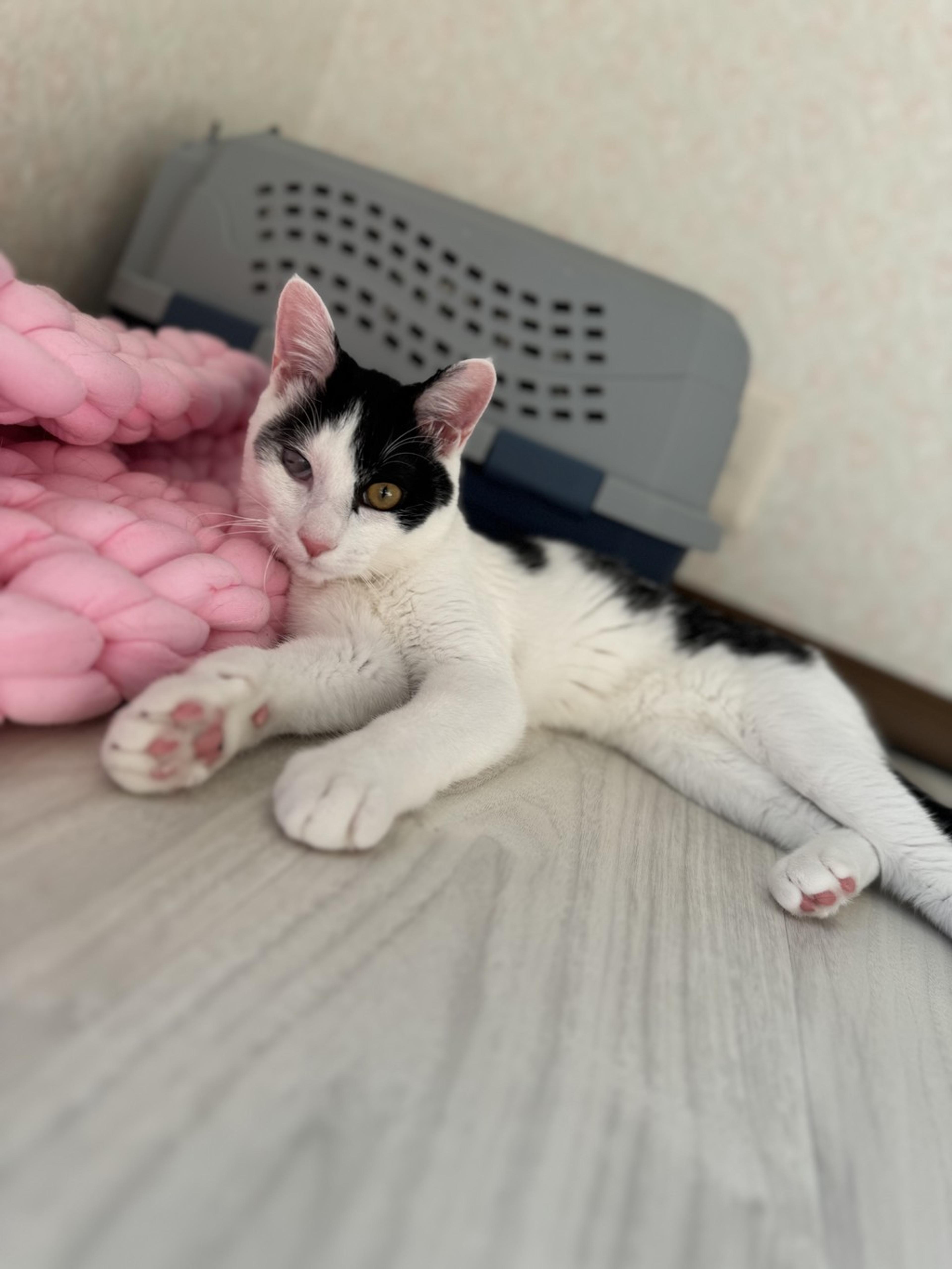 pet-image-5