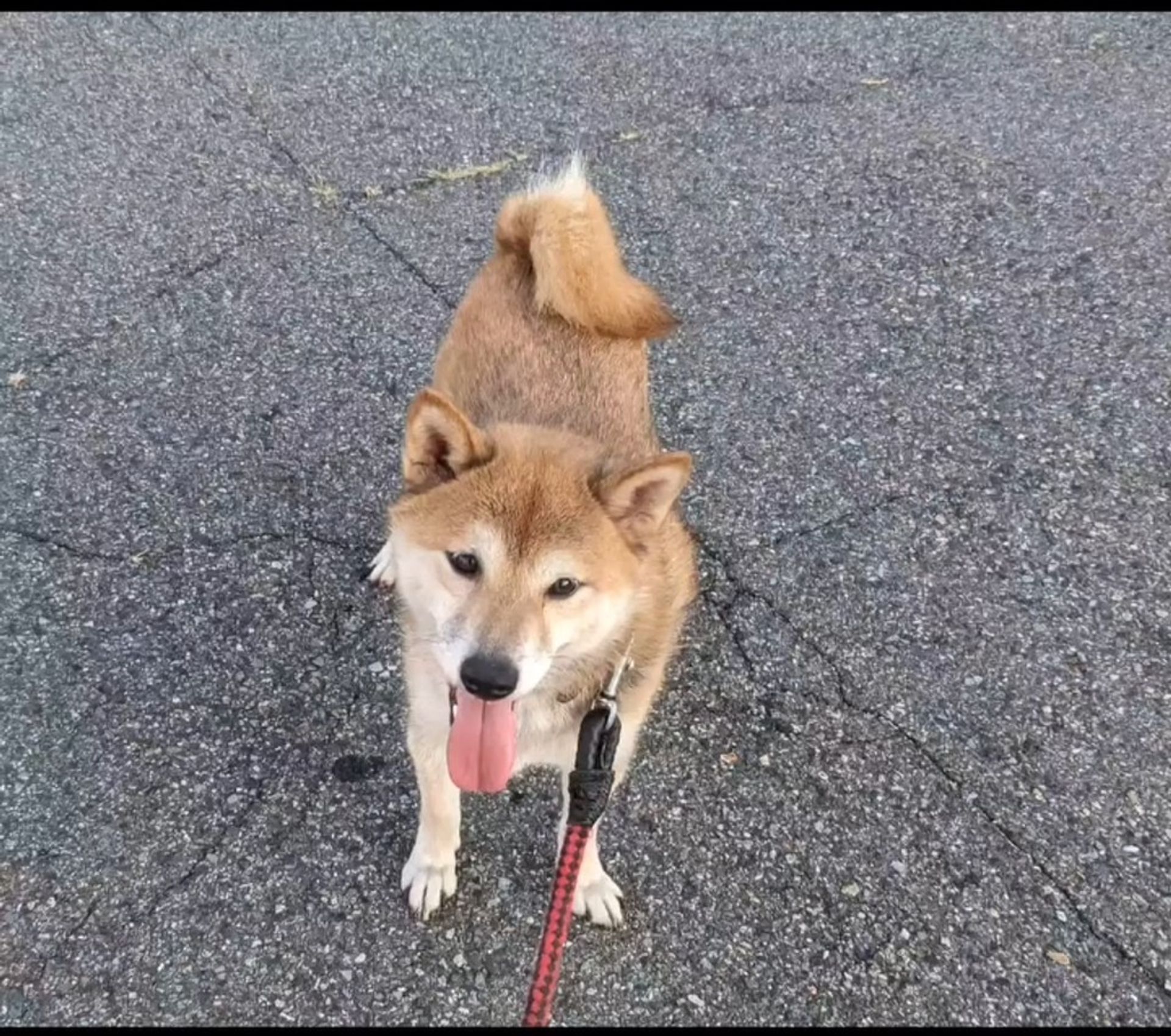 柴犬・オスの里親募集の写真