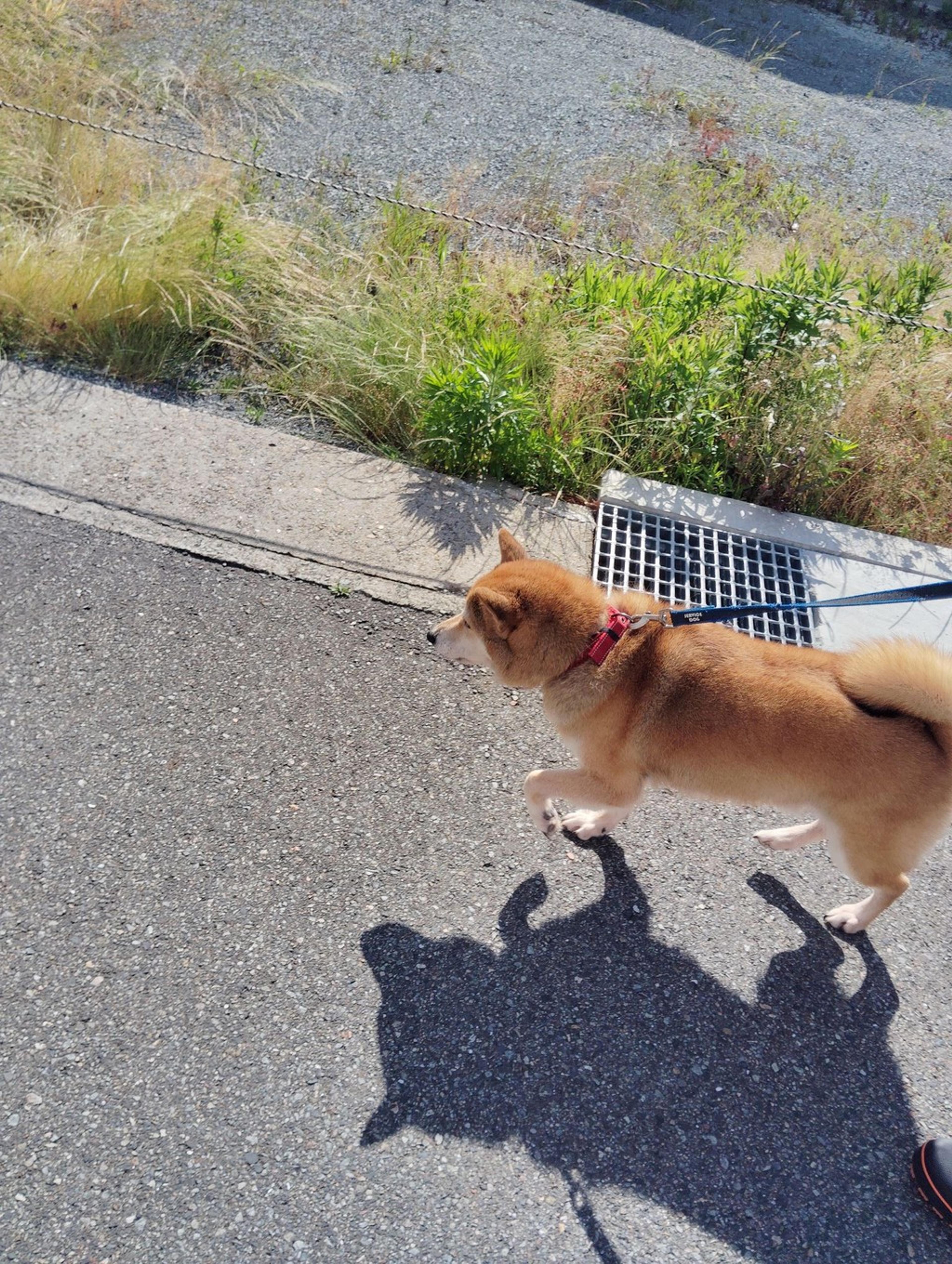 pet-image-2