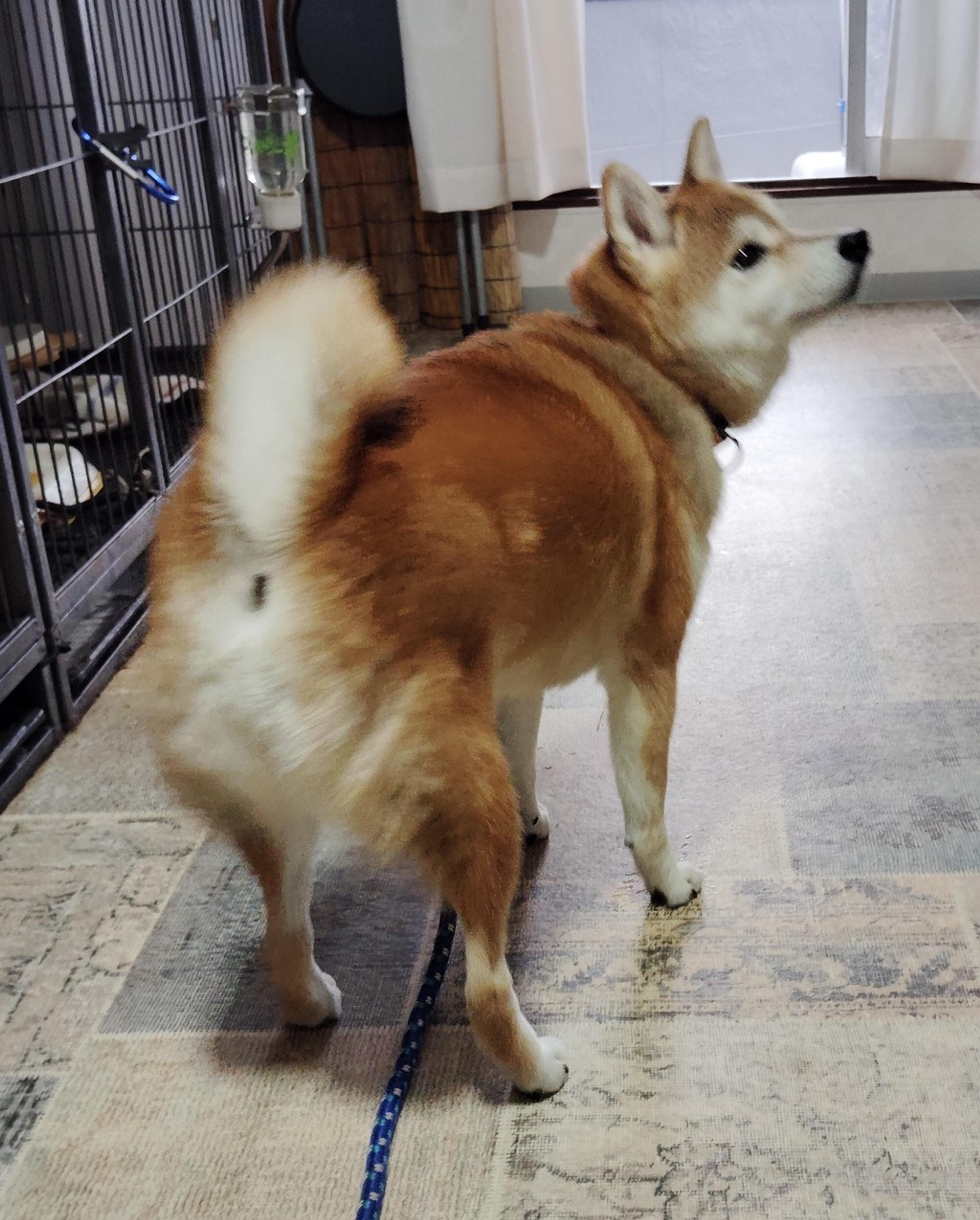 pet-image-3