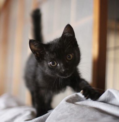 雑種（ミックス猫）・メスの里親募集の写真