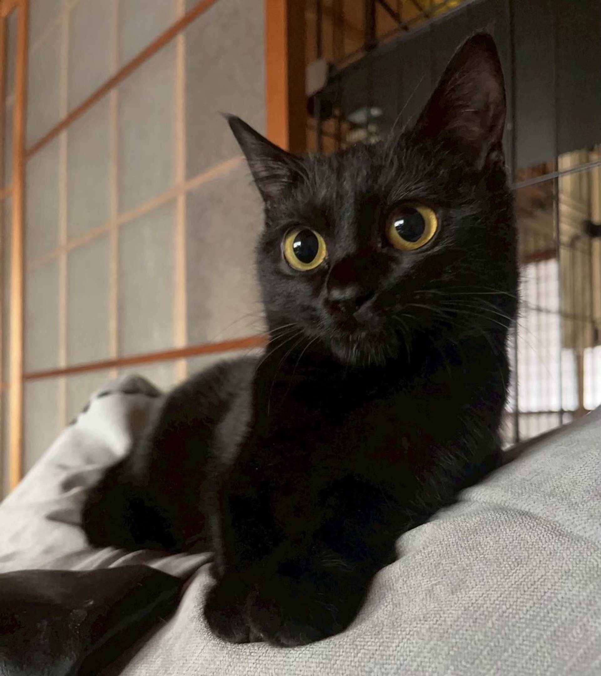 雑種（ミックス猫）・メスの里親募集の写真