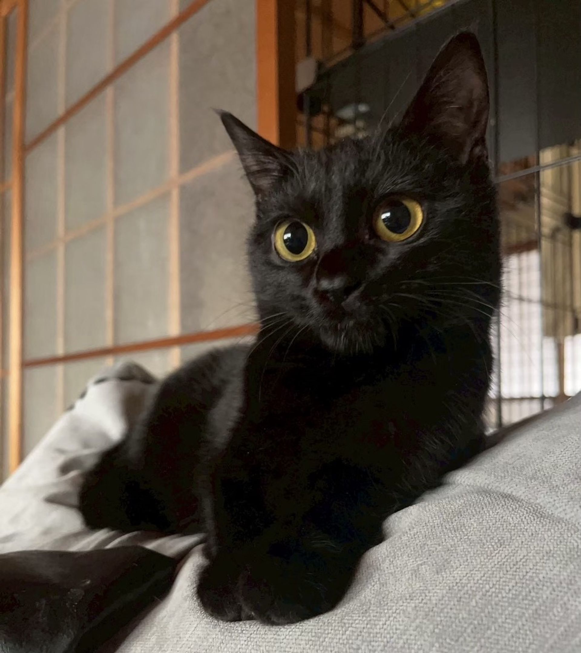 雑種（ミックス猫）・メスの里親募集の写真