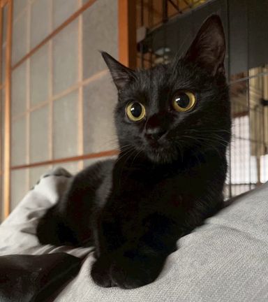 雑種（ミックス猫）・メスの里親募集の写真