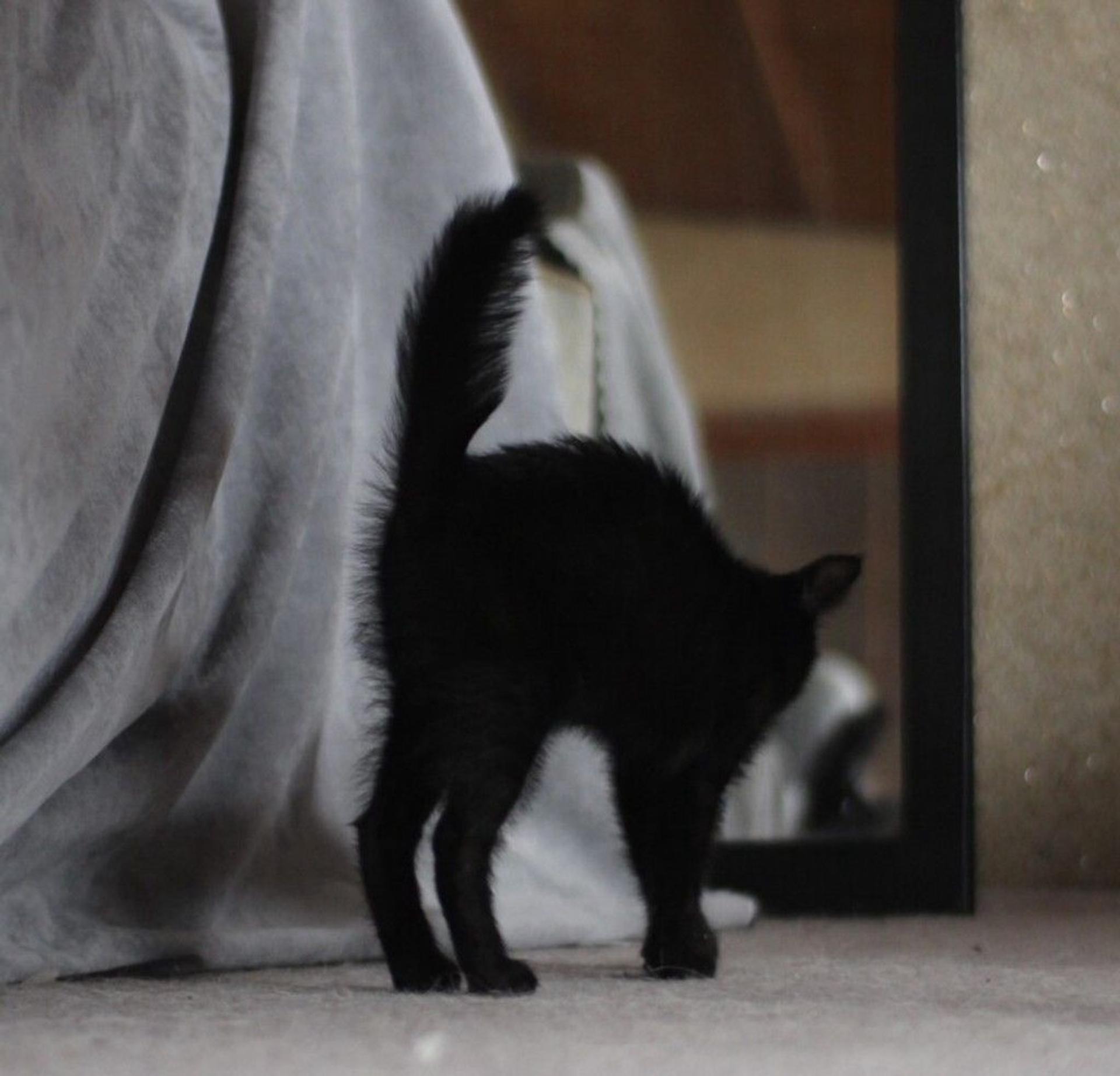 pet-image-5