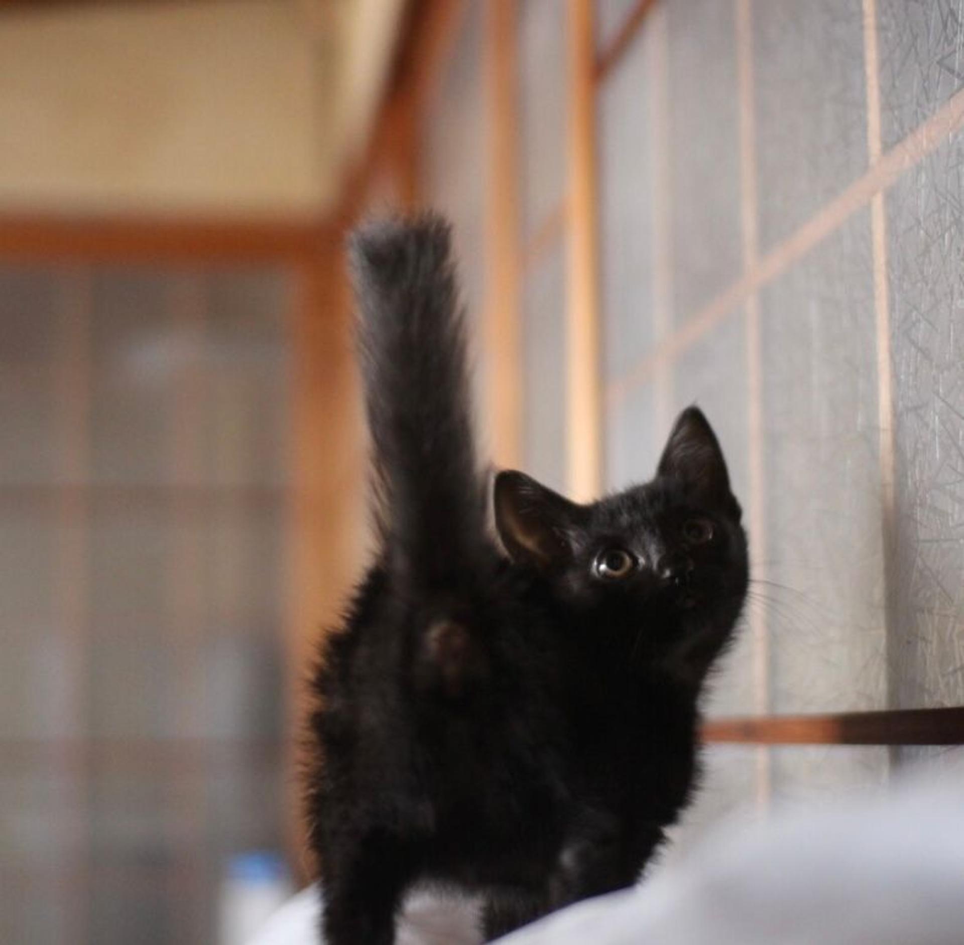 pet-image-6