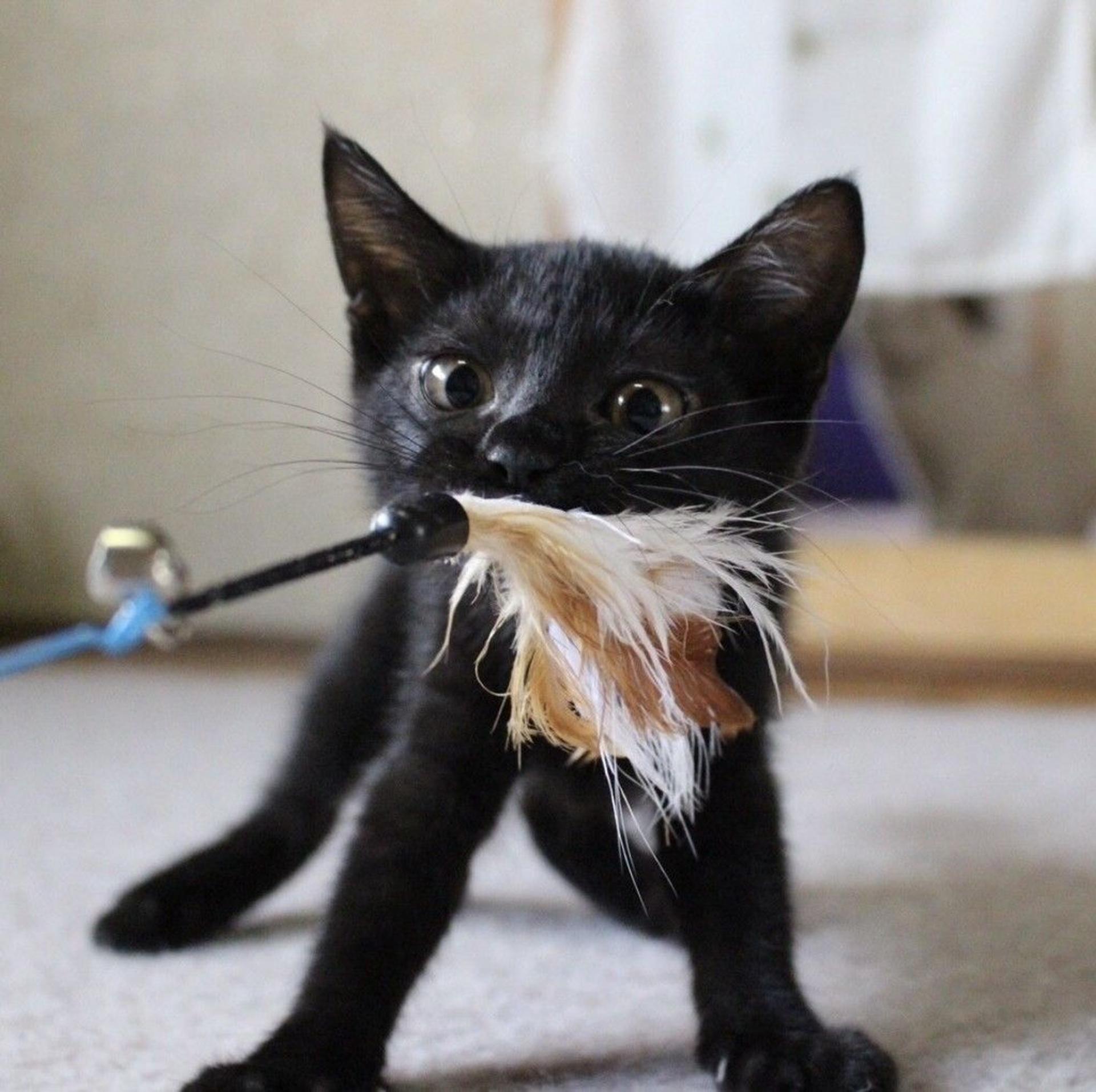 pet-image-8