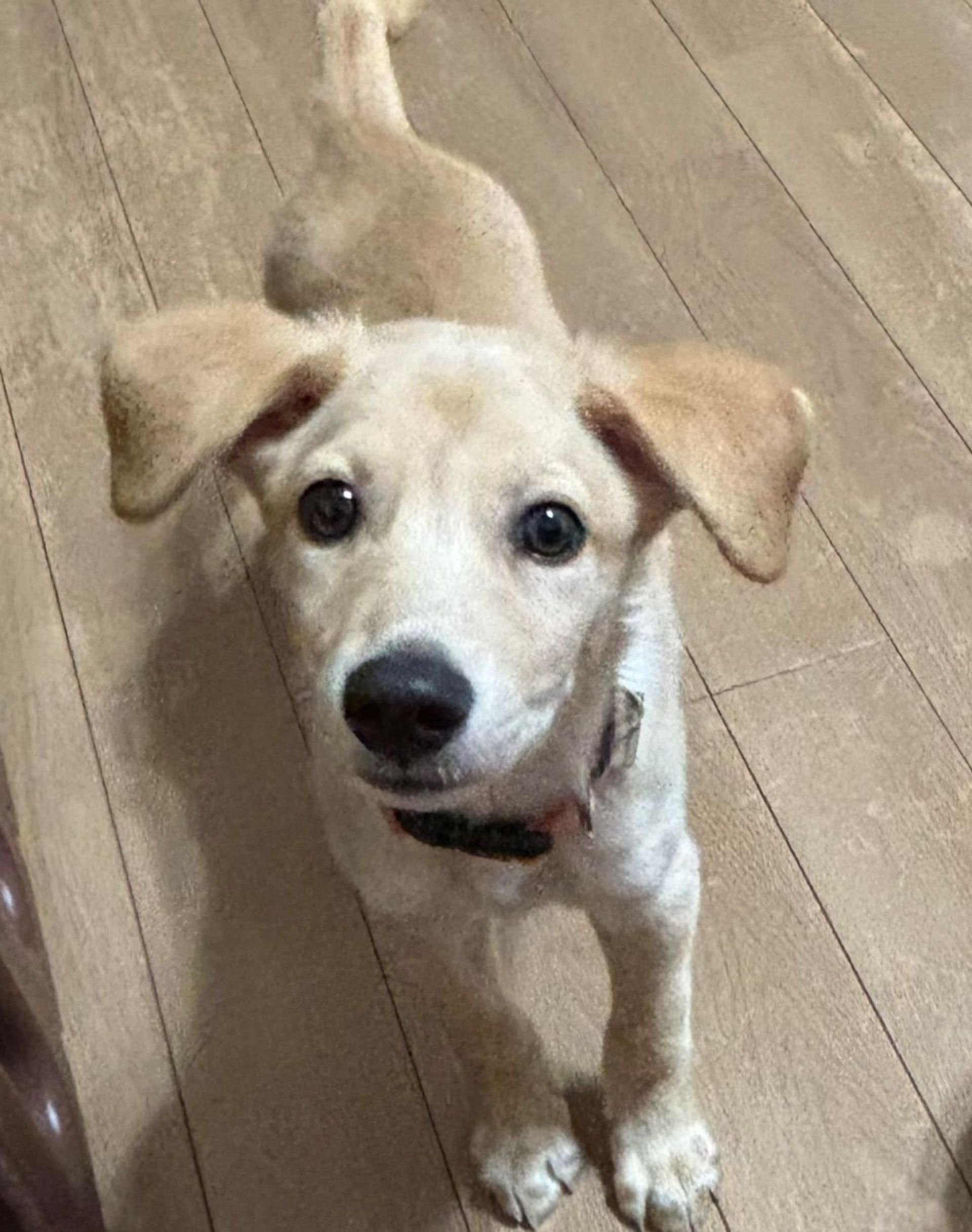 雑種（ミックス犬）・オスの里親募集の写真