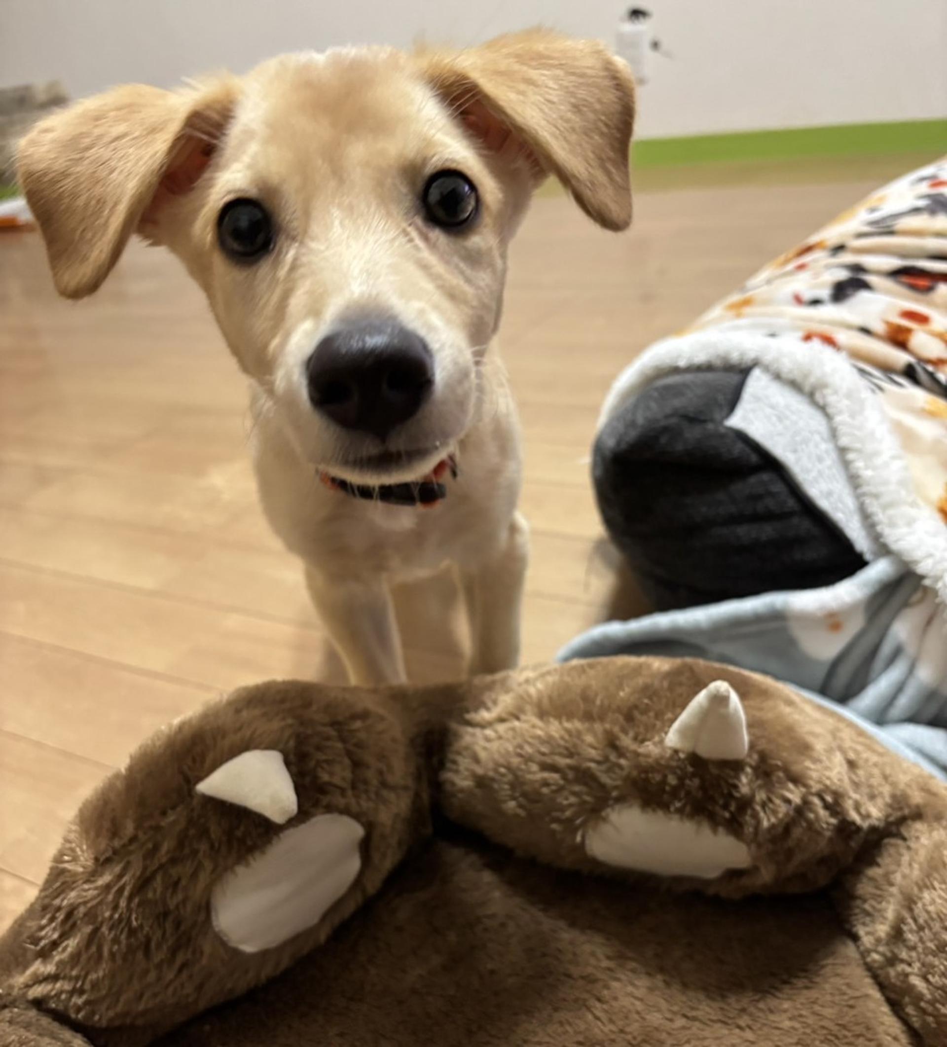 pet-image-2