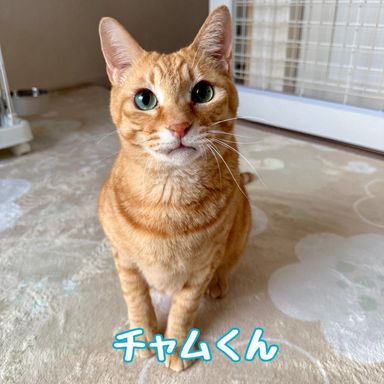 チャムの写真