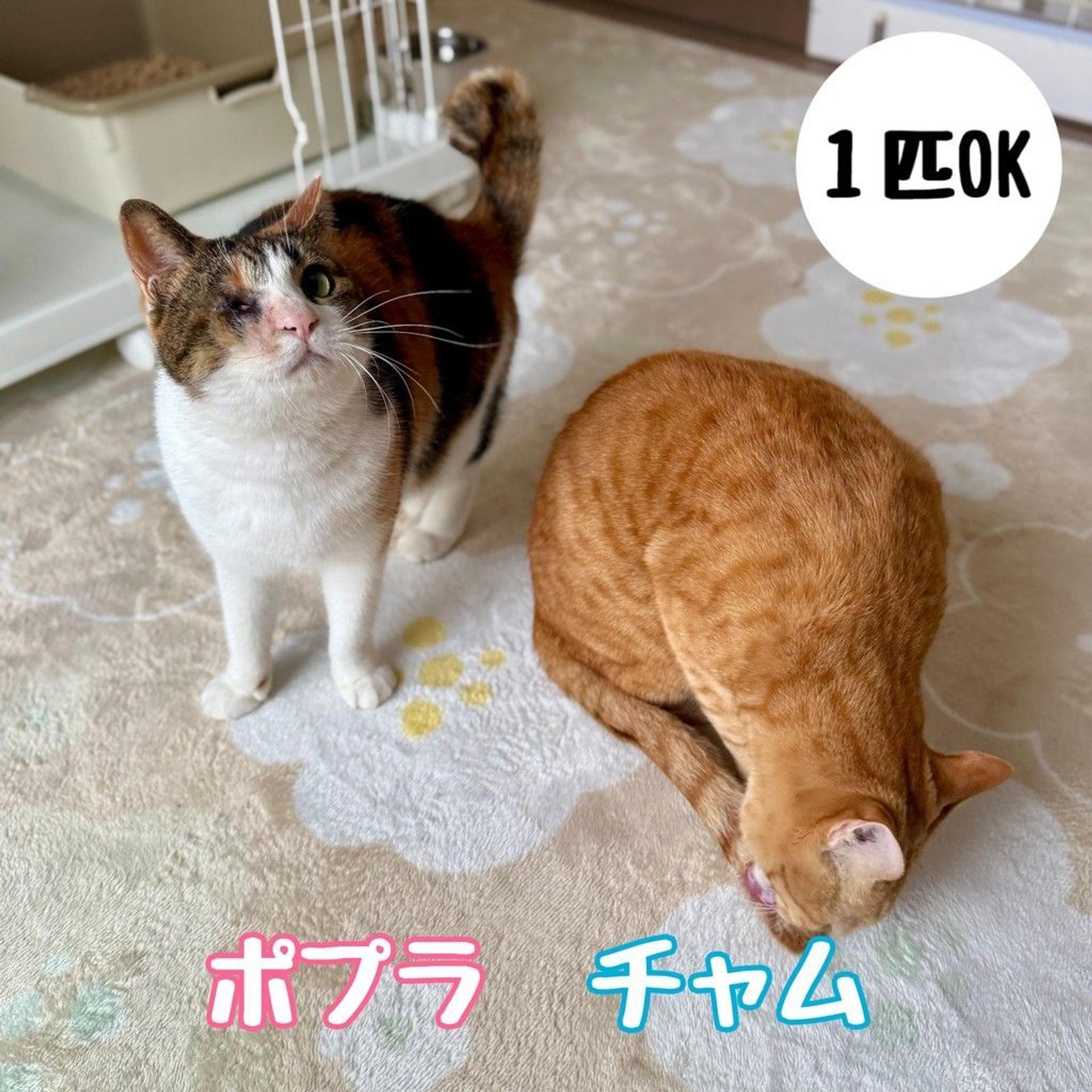 pet-image-4