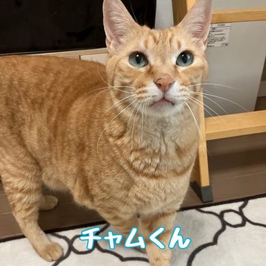 チャム