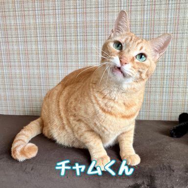 チャム