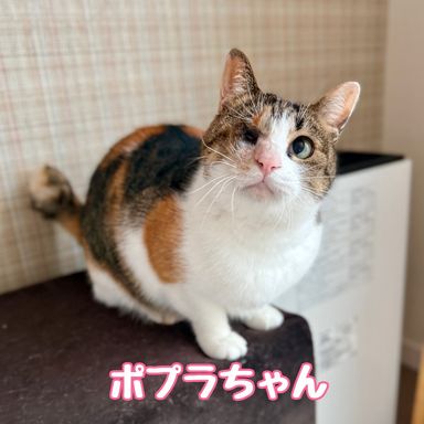 雑種（ミックス猫）・メスの里親募集の写真