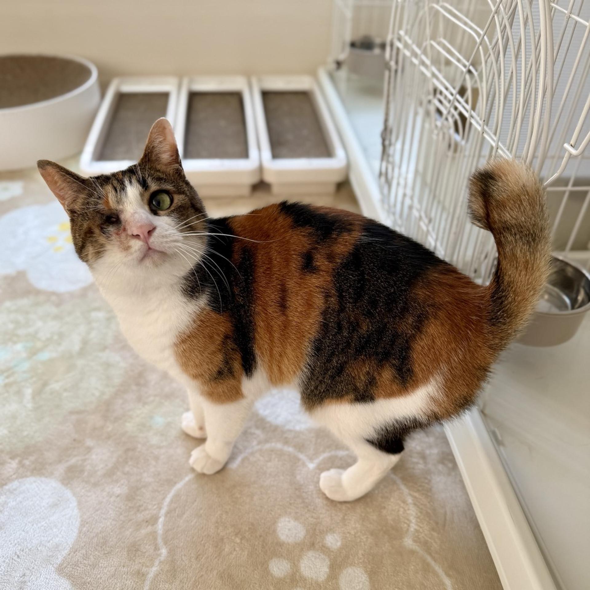 pet-image-2