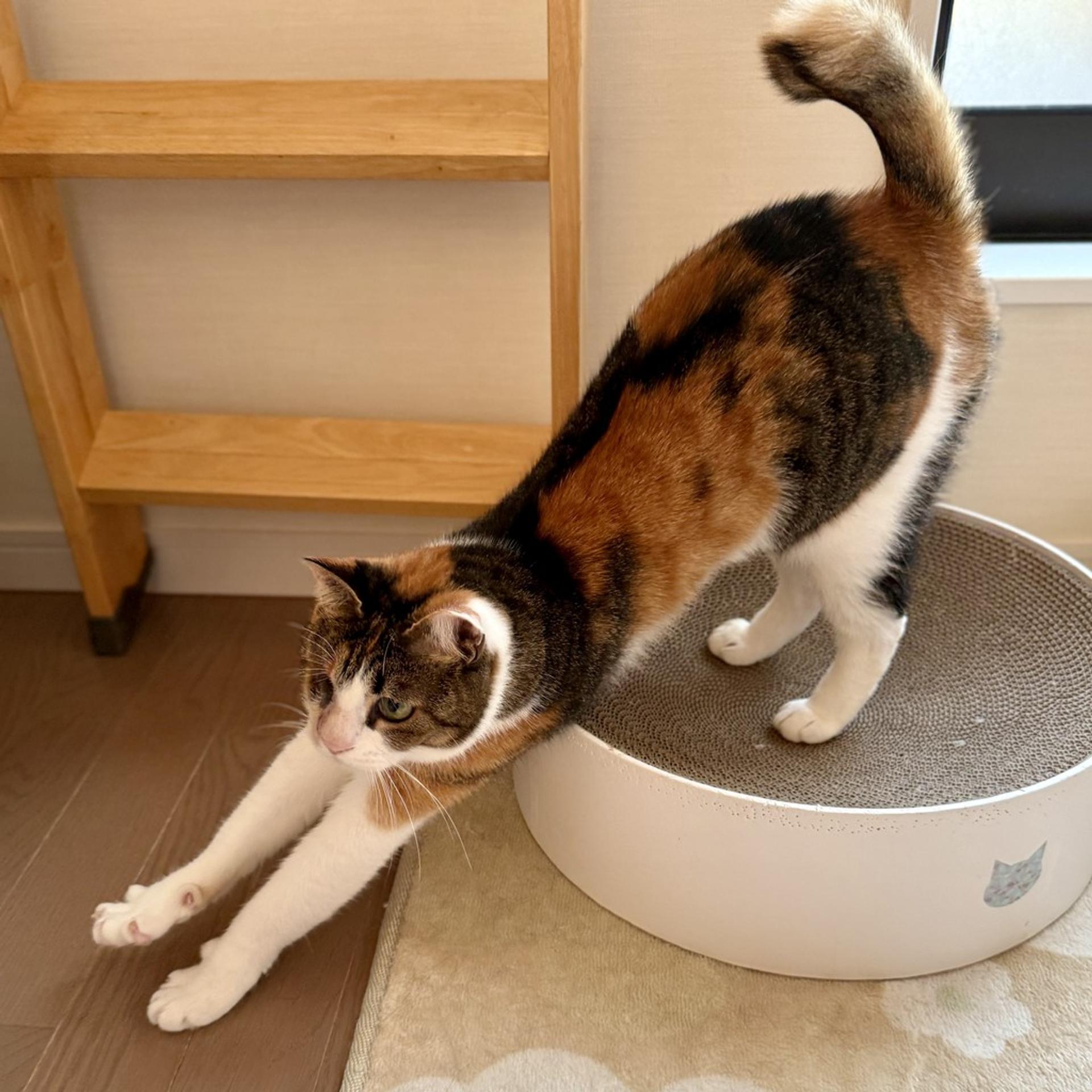 pet-image-3