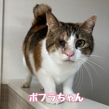 ポプラ