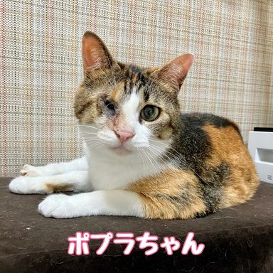 ポプラ