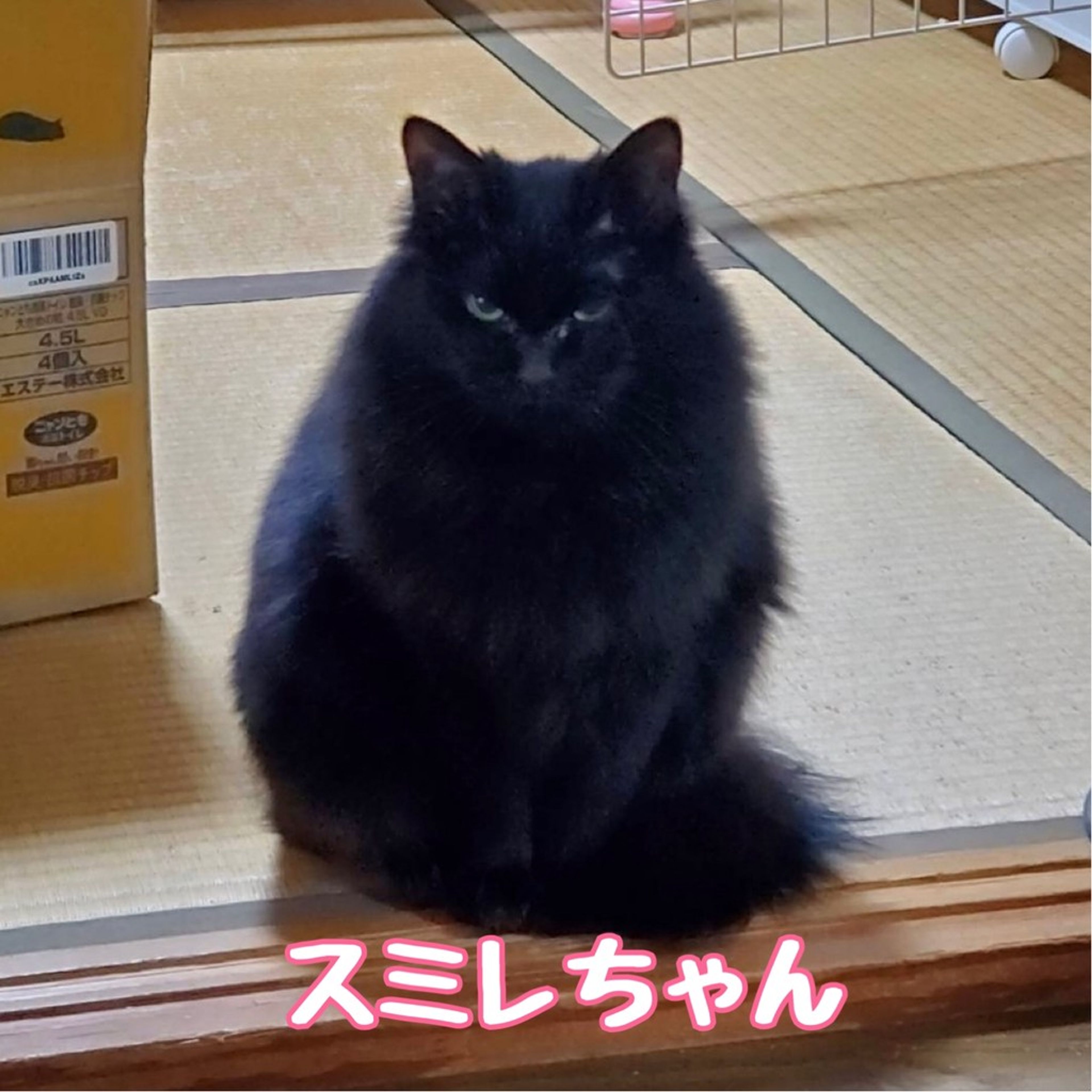 雑種（ミックス猫）・メスの里親募集の写真