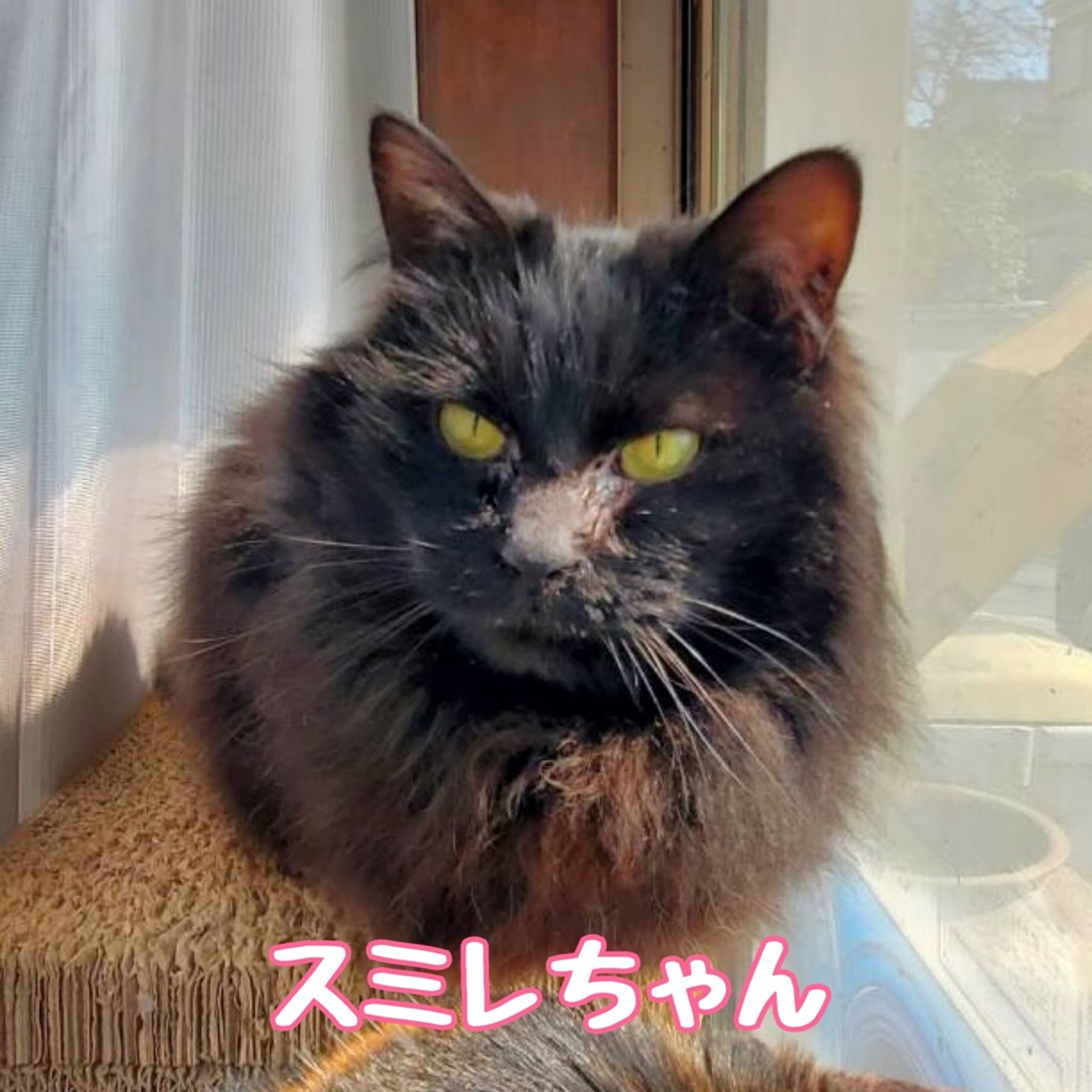 雑種（ミックス猫）・メスの里親募集の写真