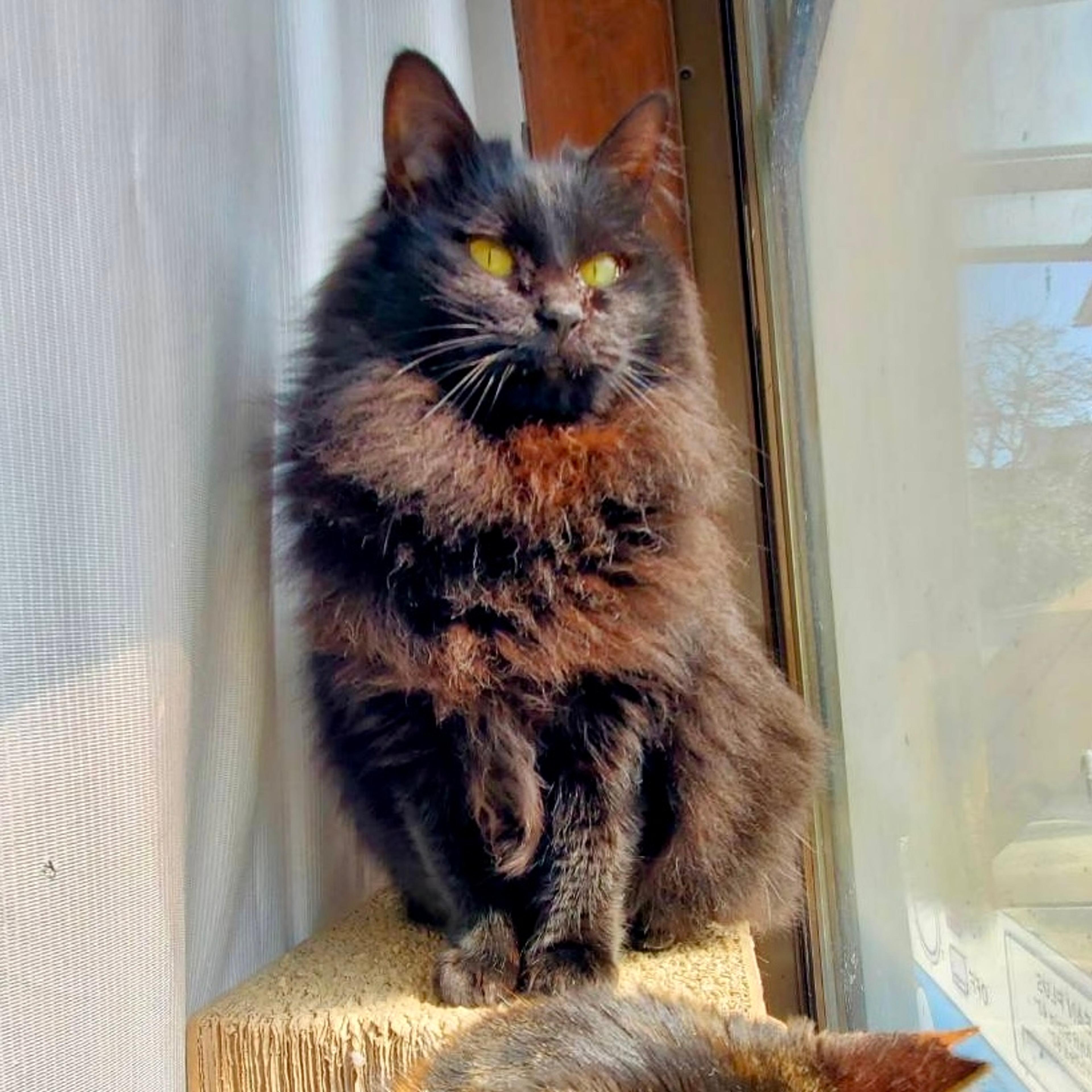 pet-image-2
