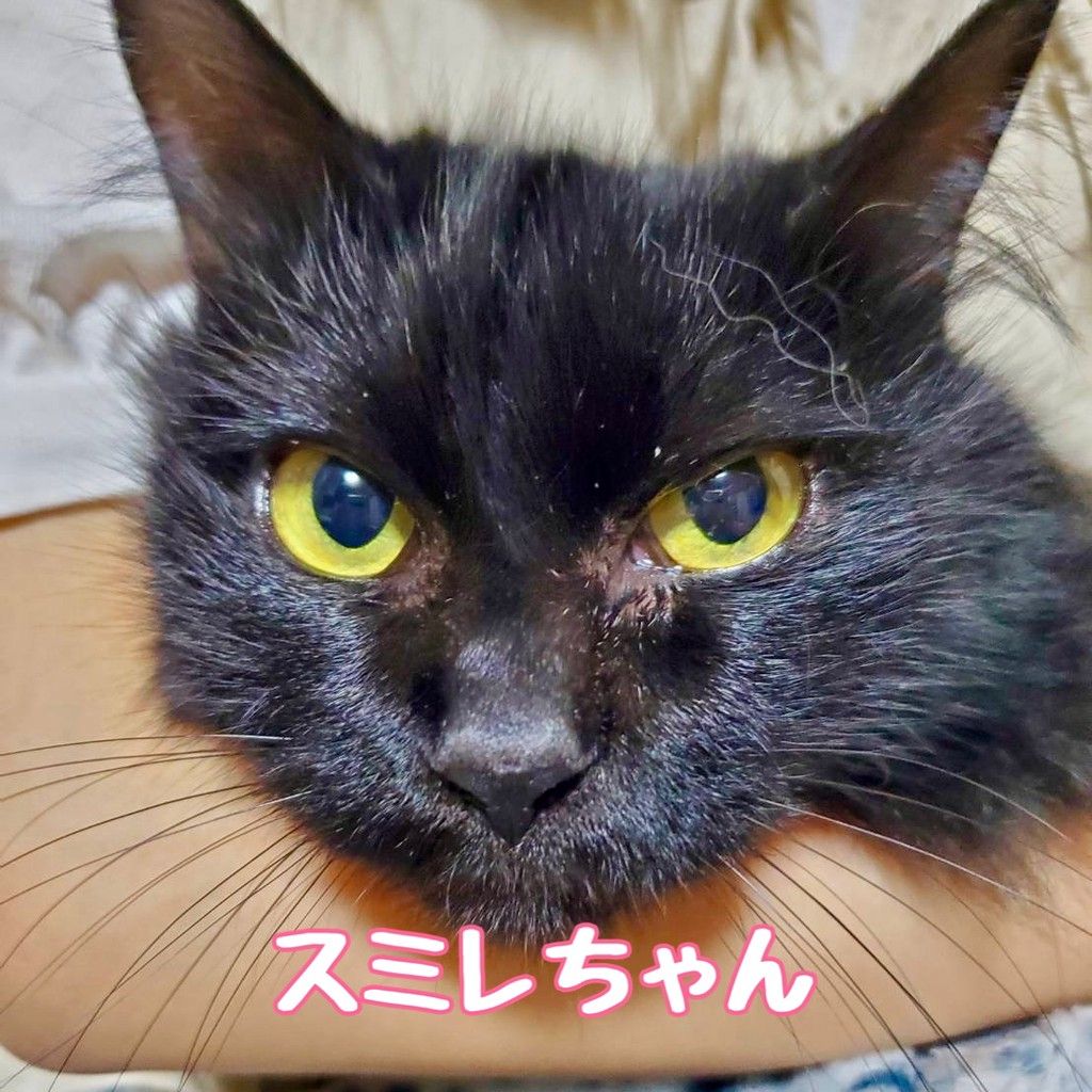 くろの@猫多頭飼いしています。 くろの@猫多頭飼いしています。様 専用