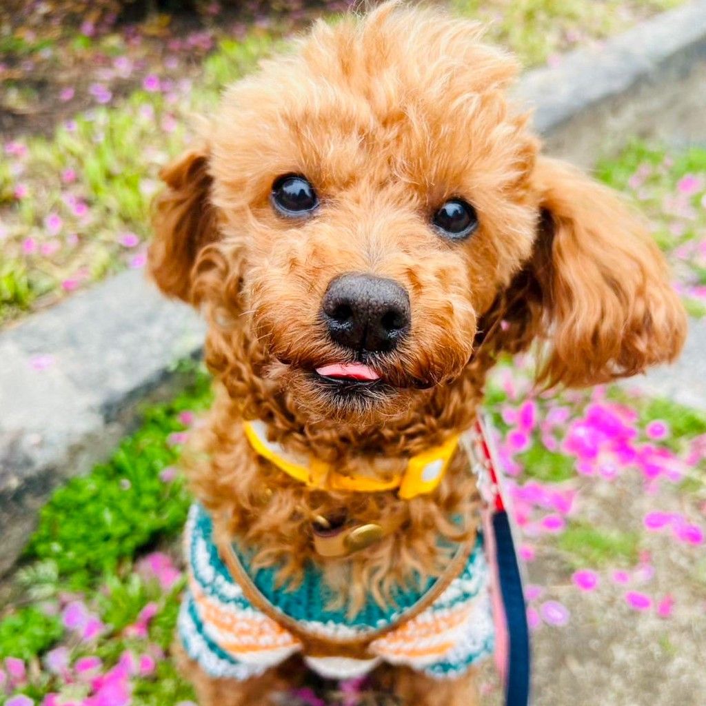 上品だけど甘えん坊♡一途なトイプー女子 | トイプードル | NPO法人