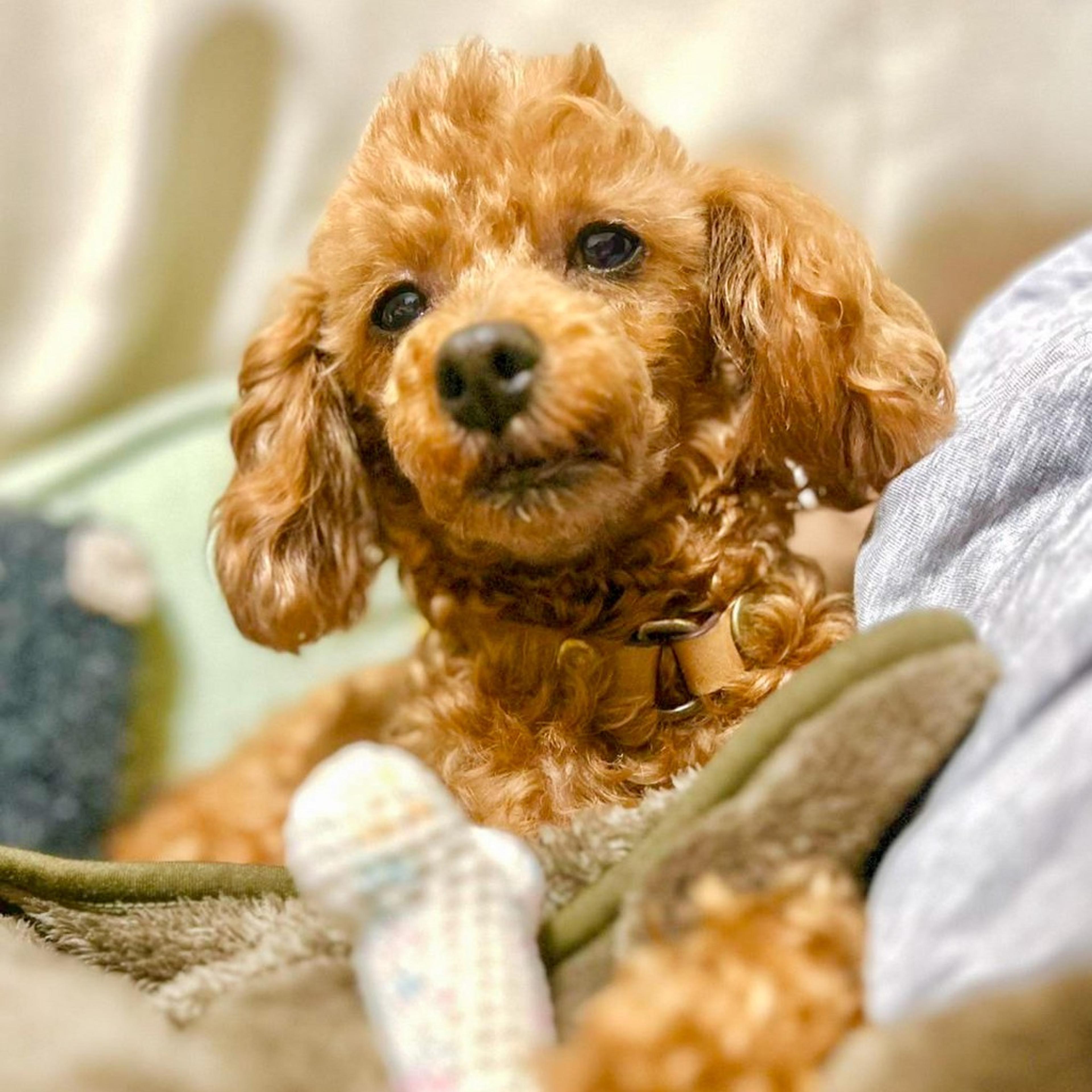 pet-image-3
