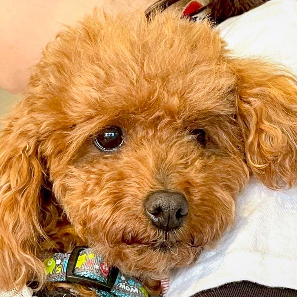 上品だけど甘えん坊♡一途なトイプー女子 | トイプードル | NPO法人