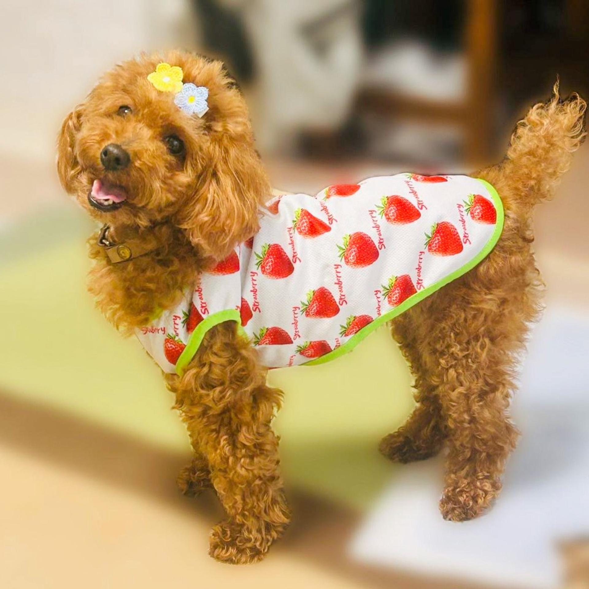 pet-image-8
