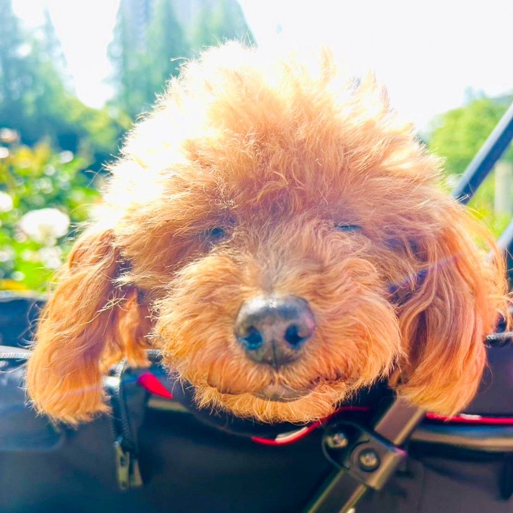 上品だけど甘えん坊♡一途なトイプー女子 | トイプードル | NPO法人