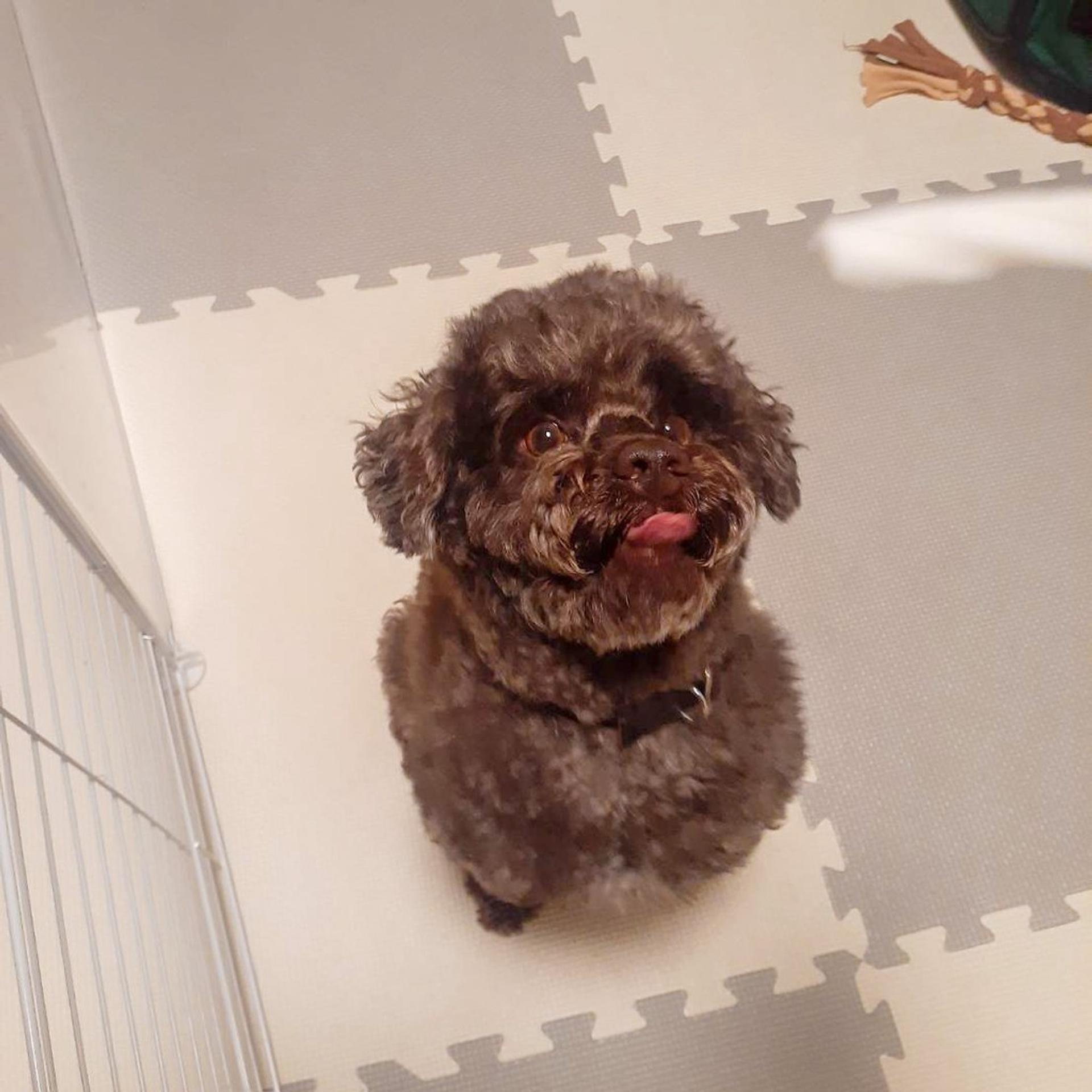 pet-image-4