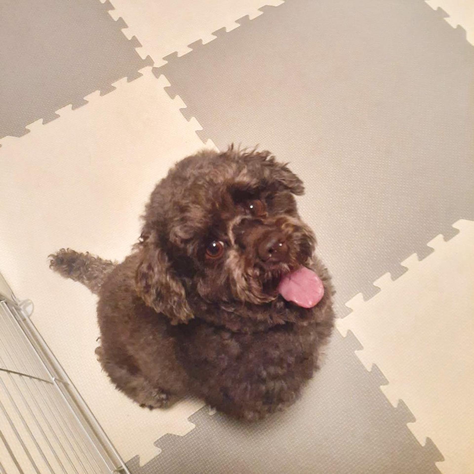 pet-image-8