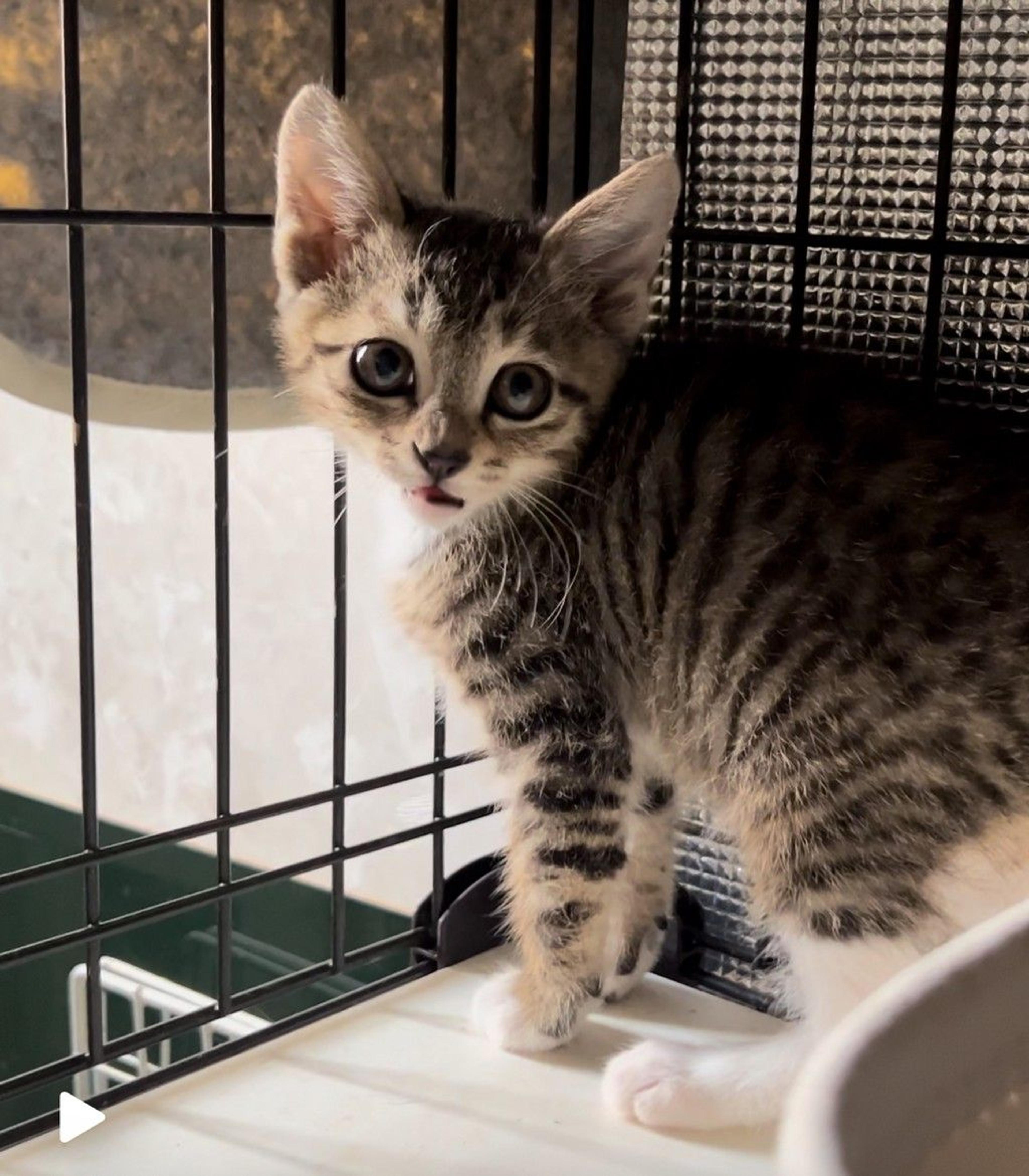 pet-image-3