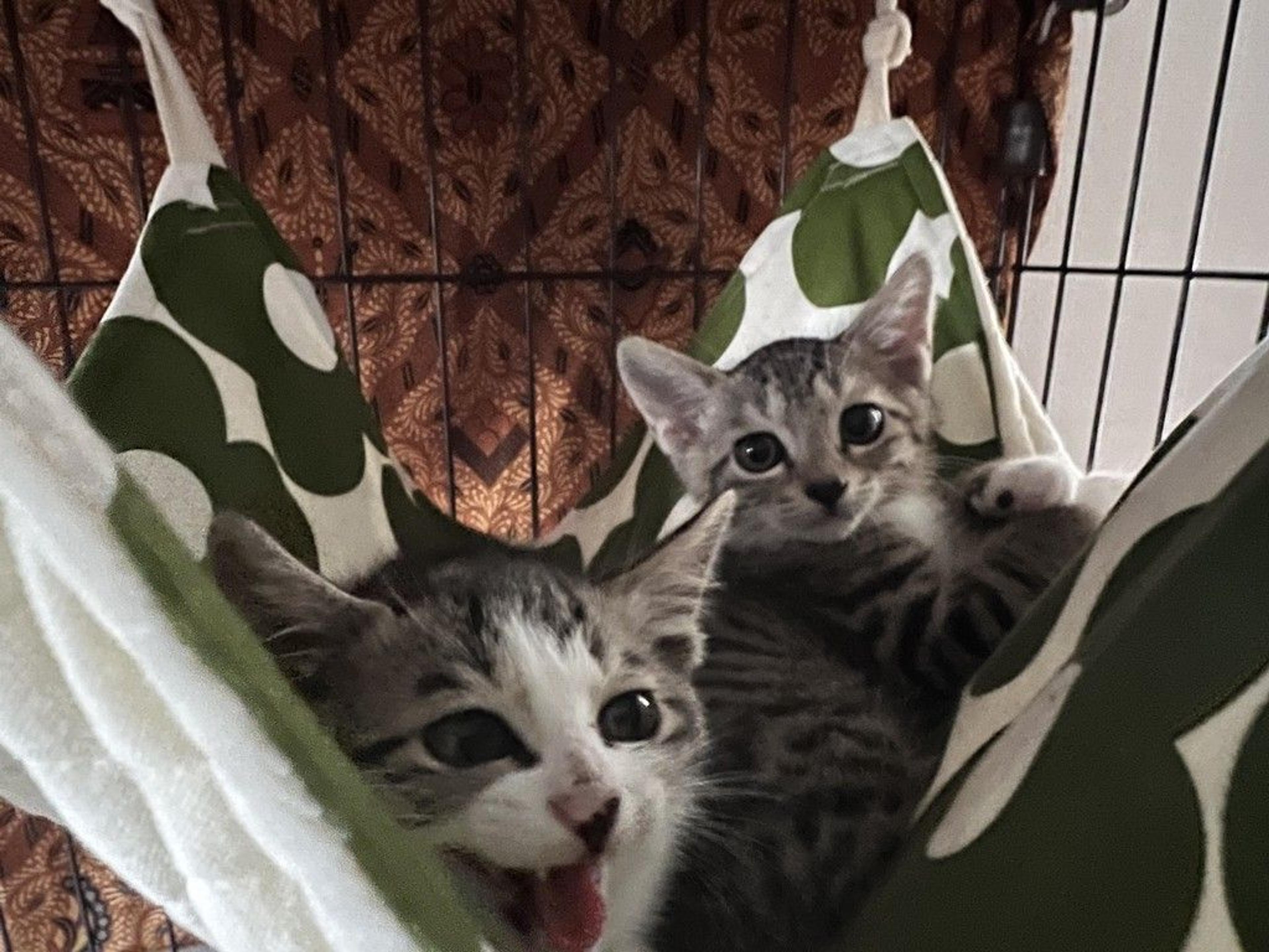 pet-image-4