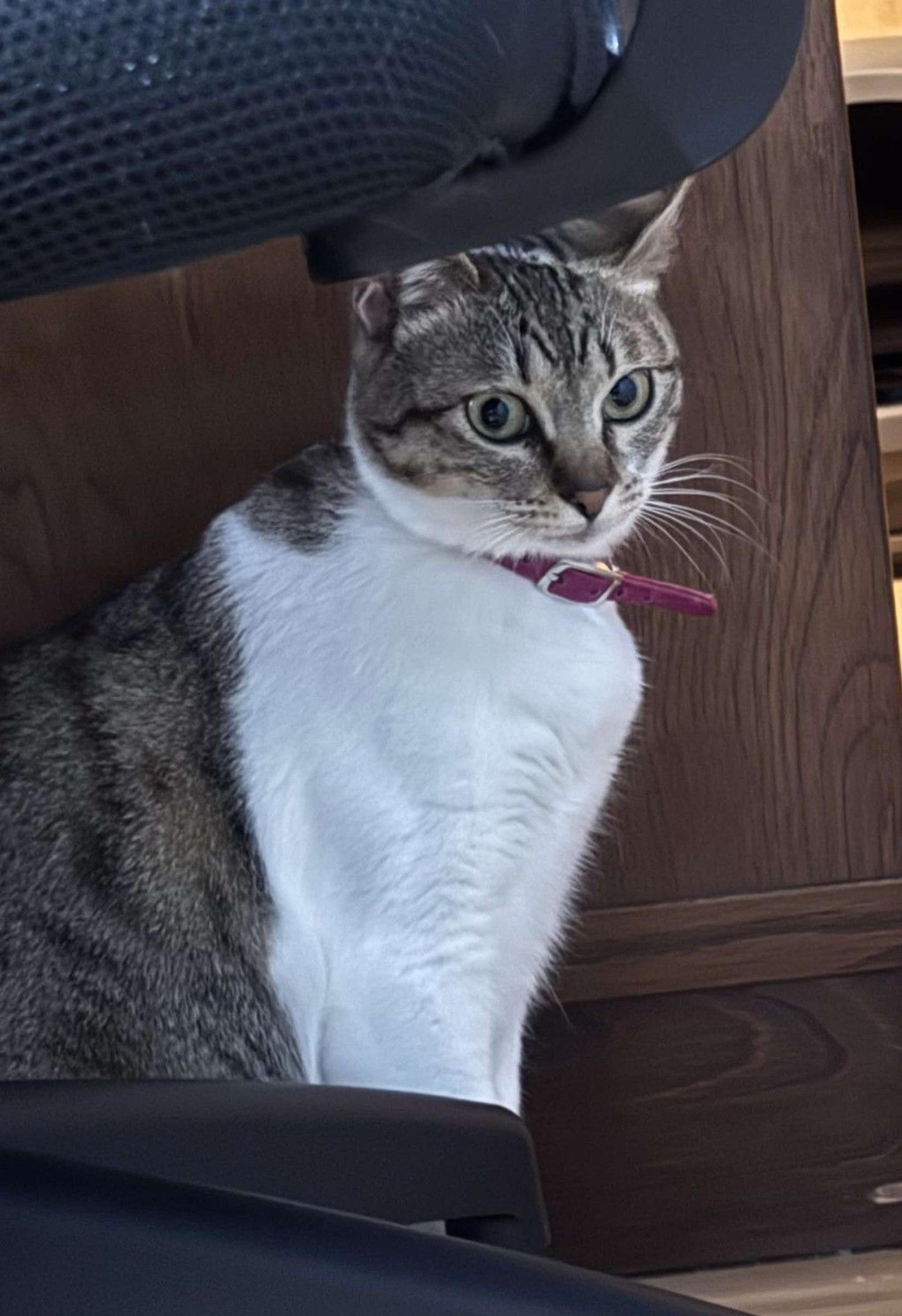 pet-image-9