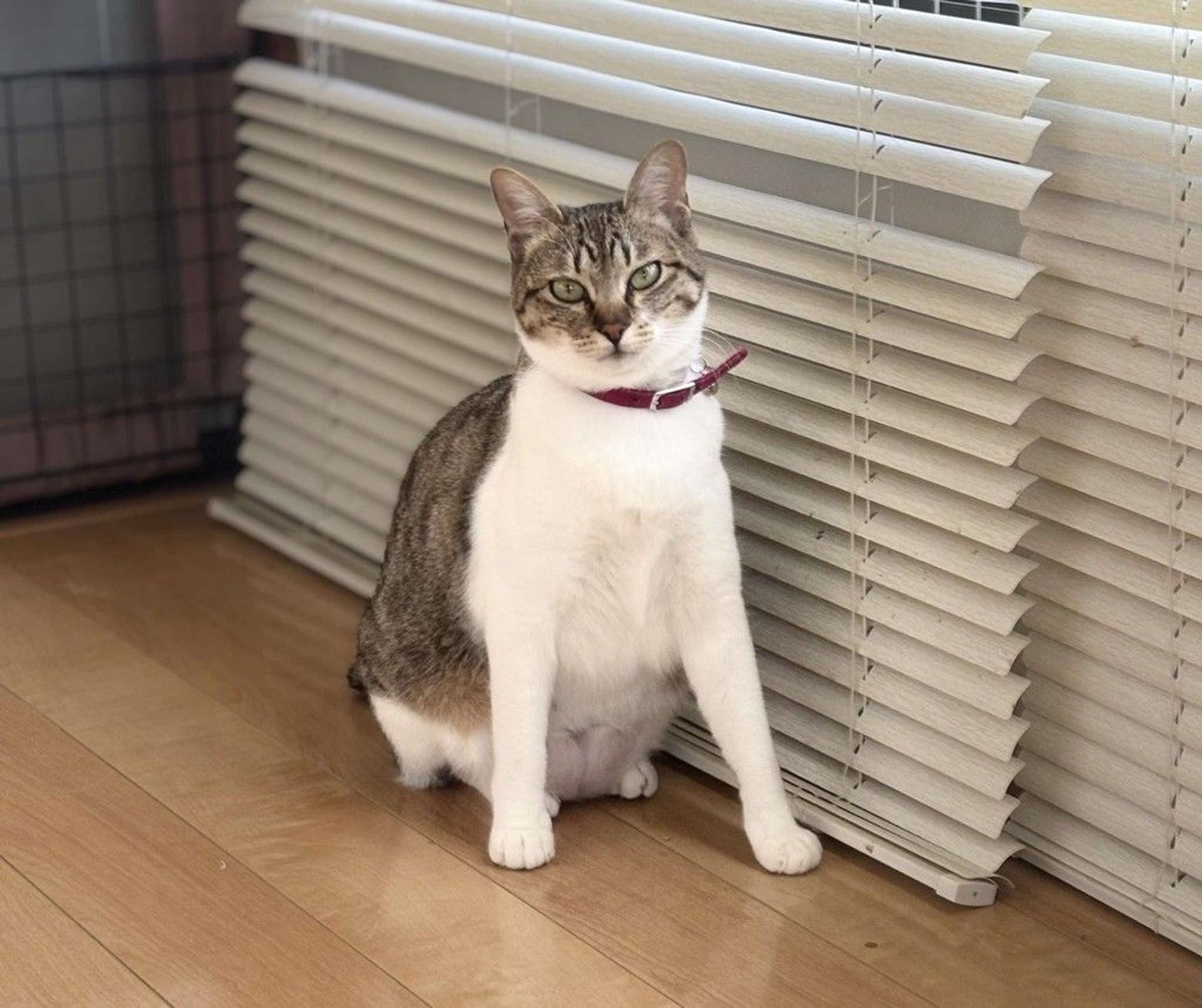 pet-image-8