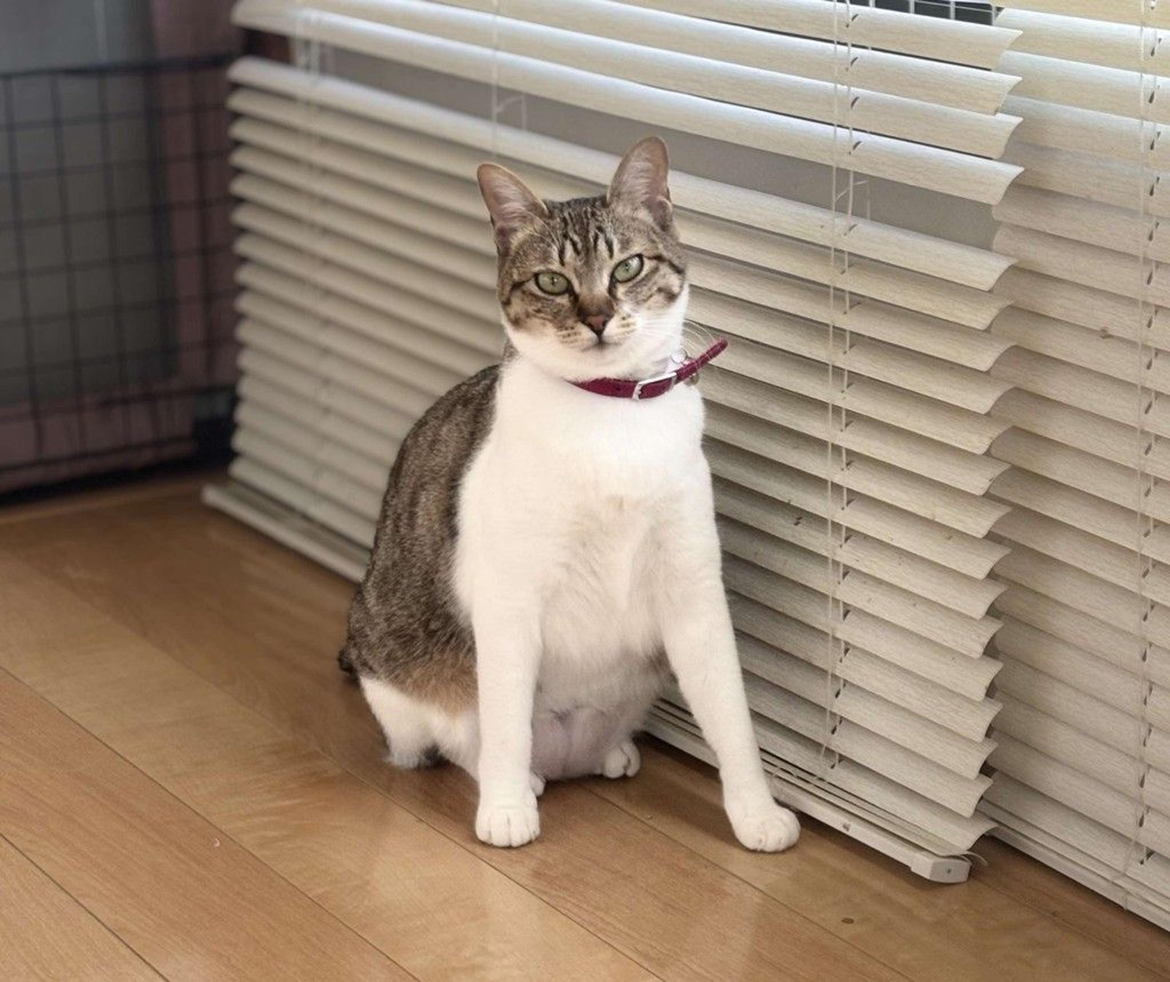 pet-image-8