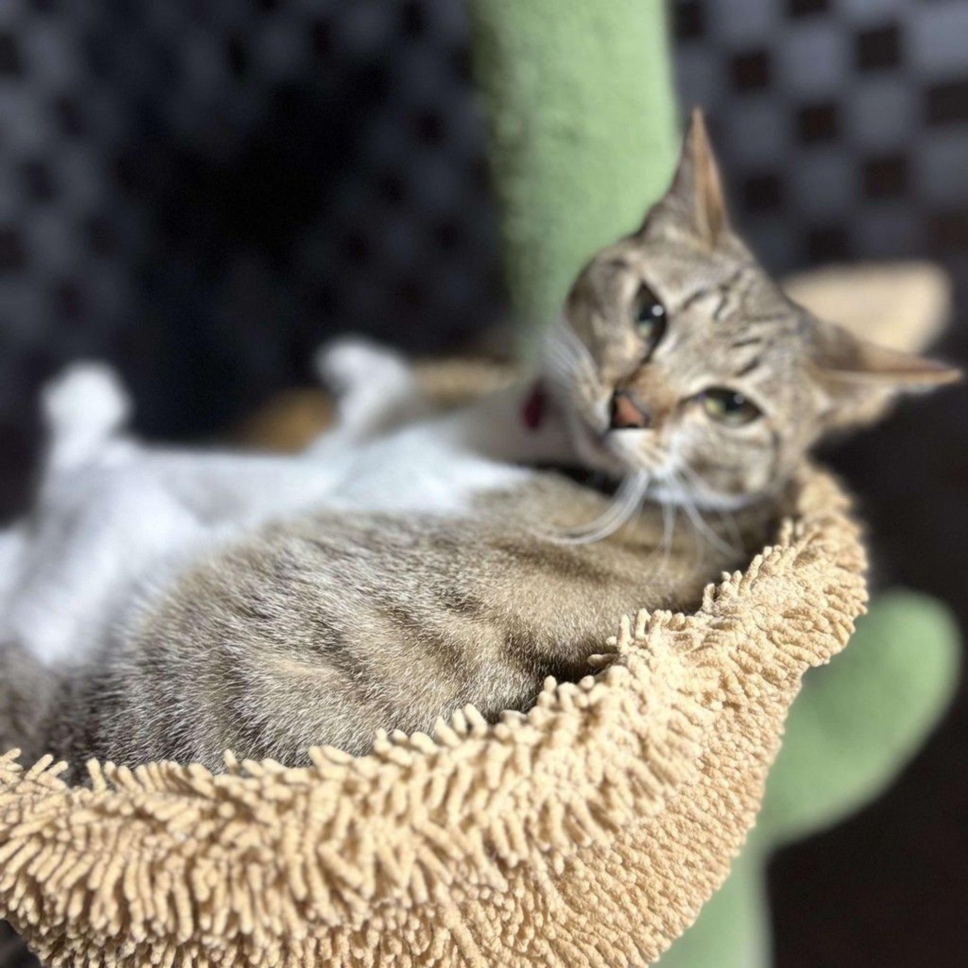 pet-image-7