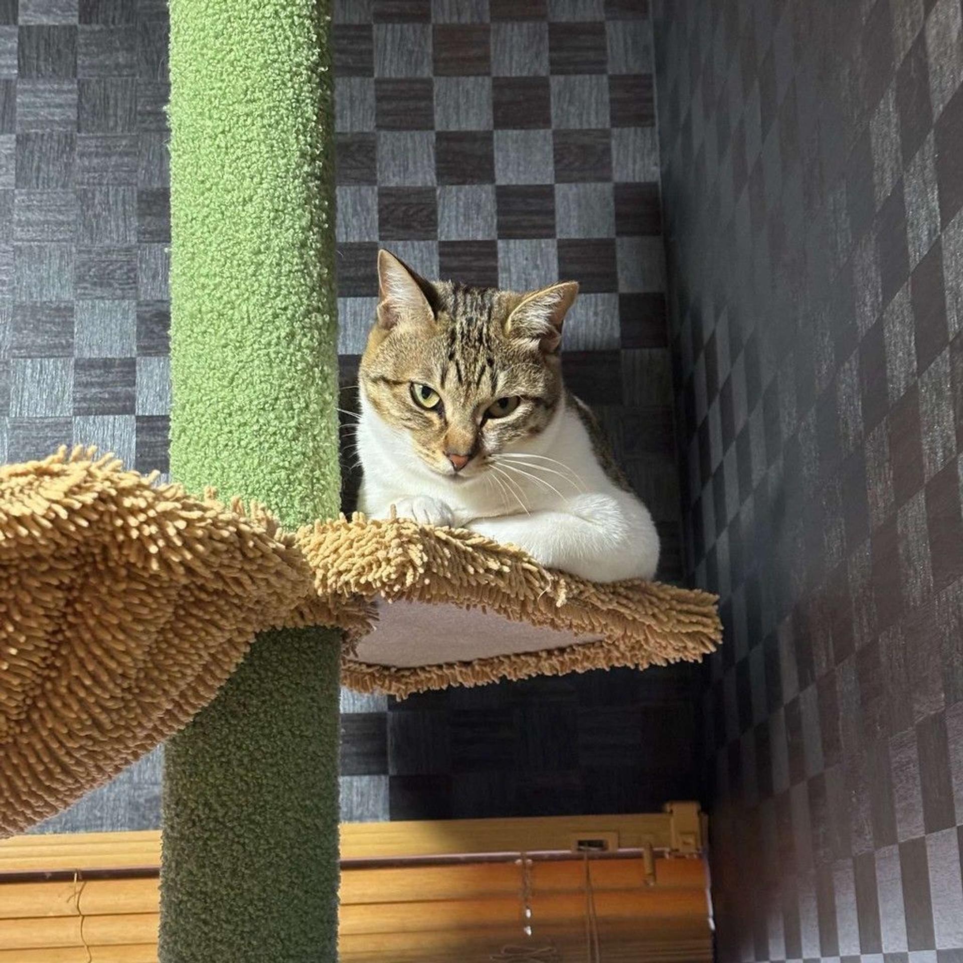 pet-image-6