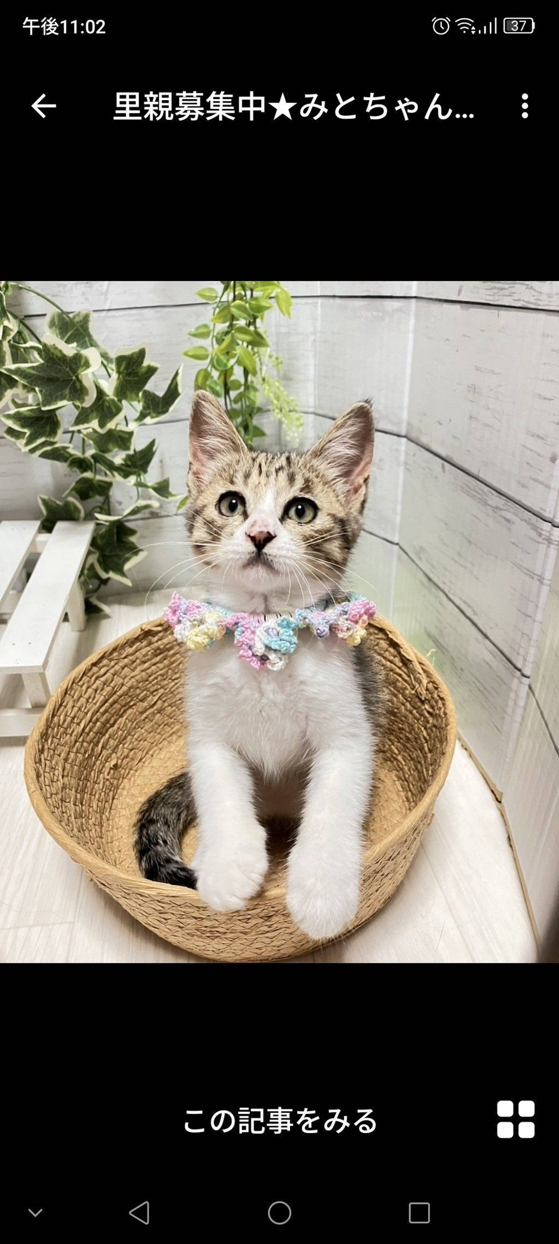 雑種（ミックス猫）・メスの里親募集の写真