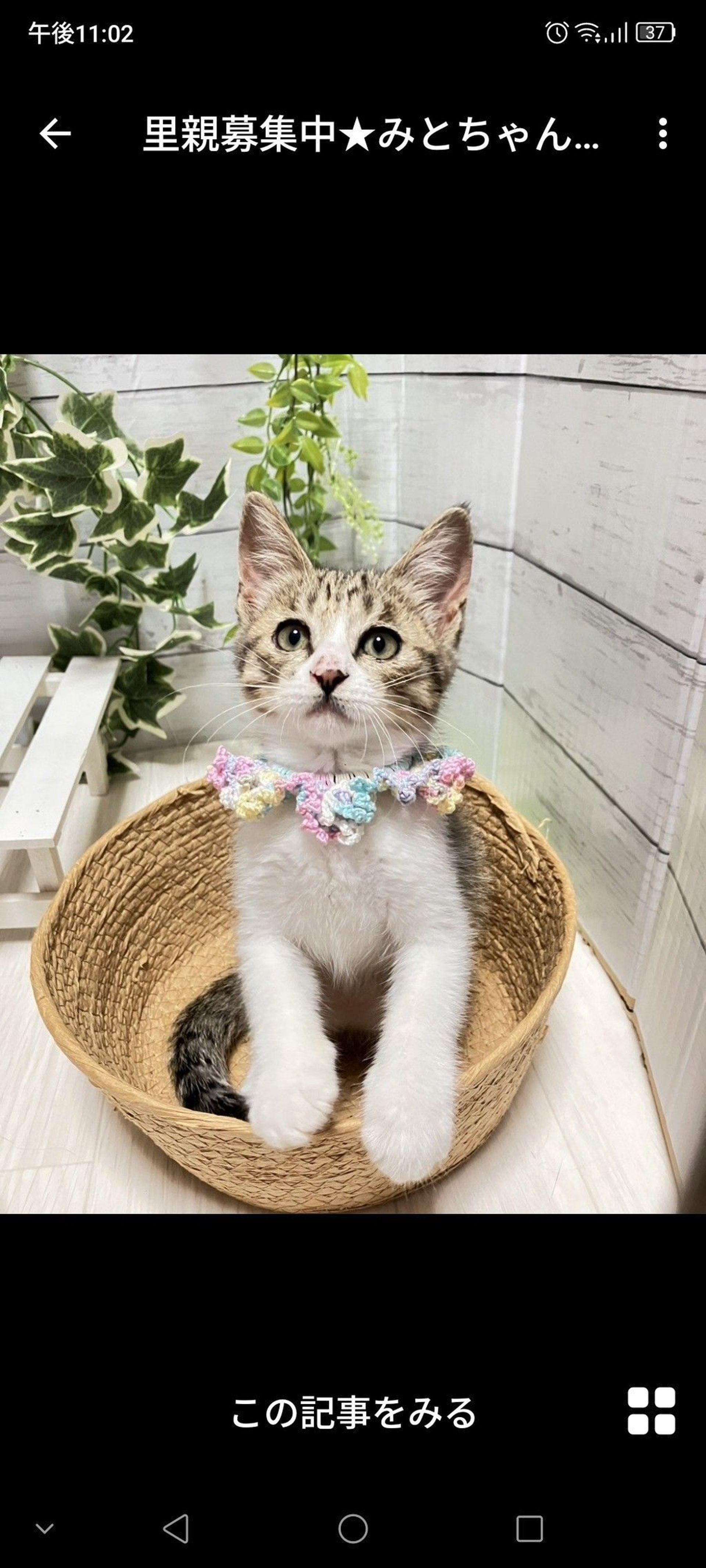 雑種（ミックス猫）・メスの里親募集の写真
