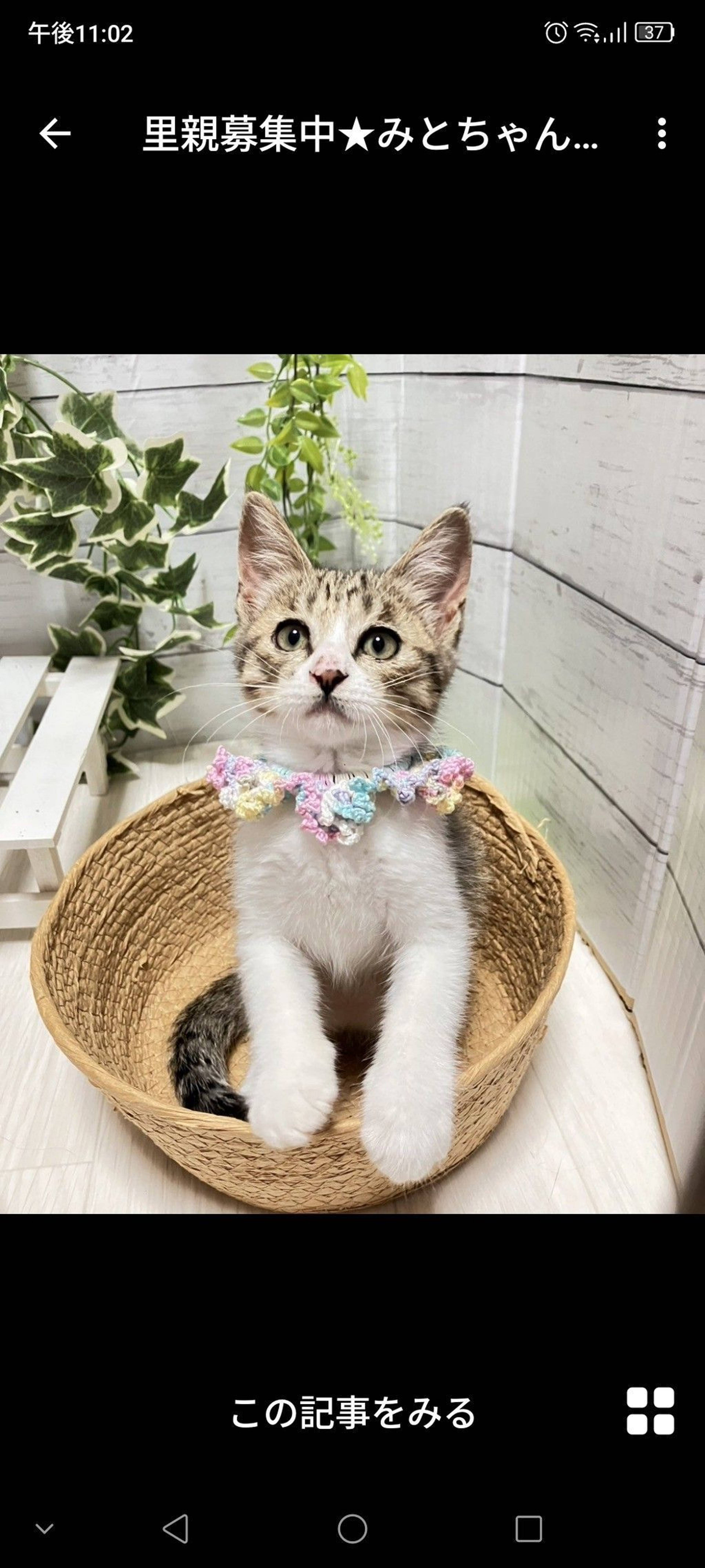 雑種（ミックス猫）・メスの里親募集の写真