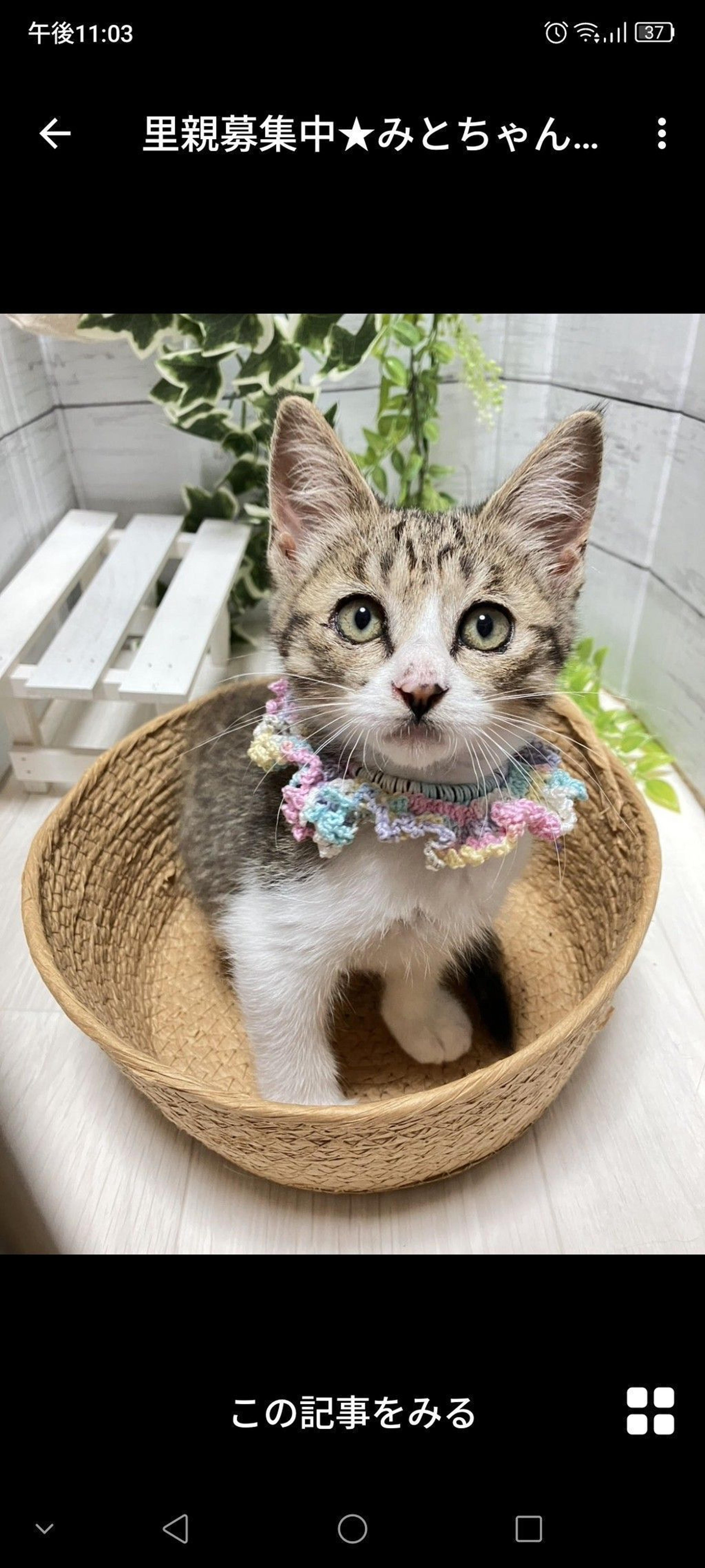 pet-image-2