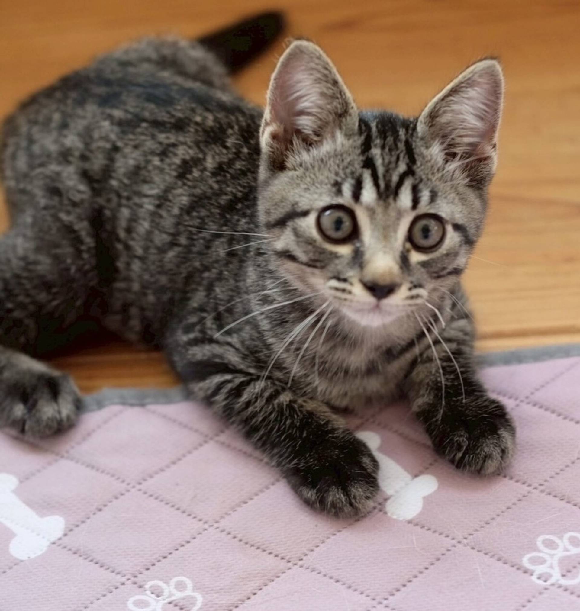 雑種（ミックス猫）・オスの里親募集の写真